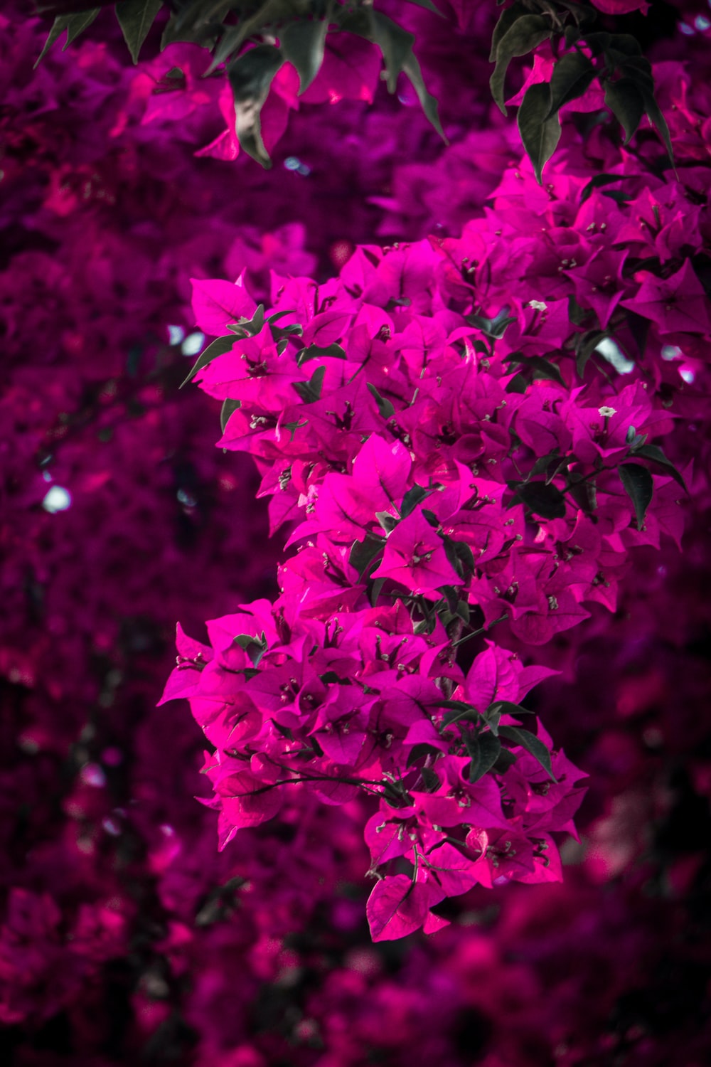 pink flowers in tilt shift lens photo