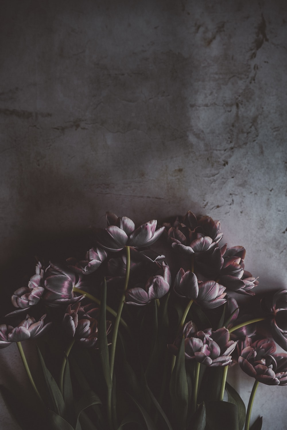 pink and red flowers photo
