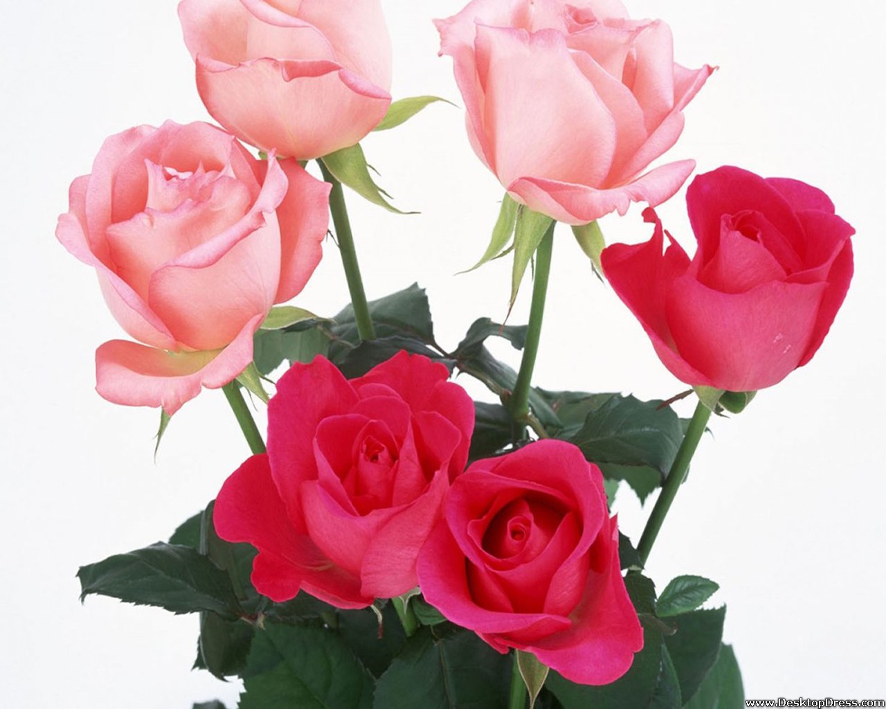 Desktop Wallpaper Flowers Background Light and Dark Pink Roses