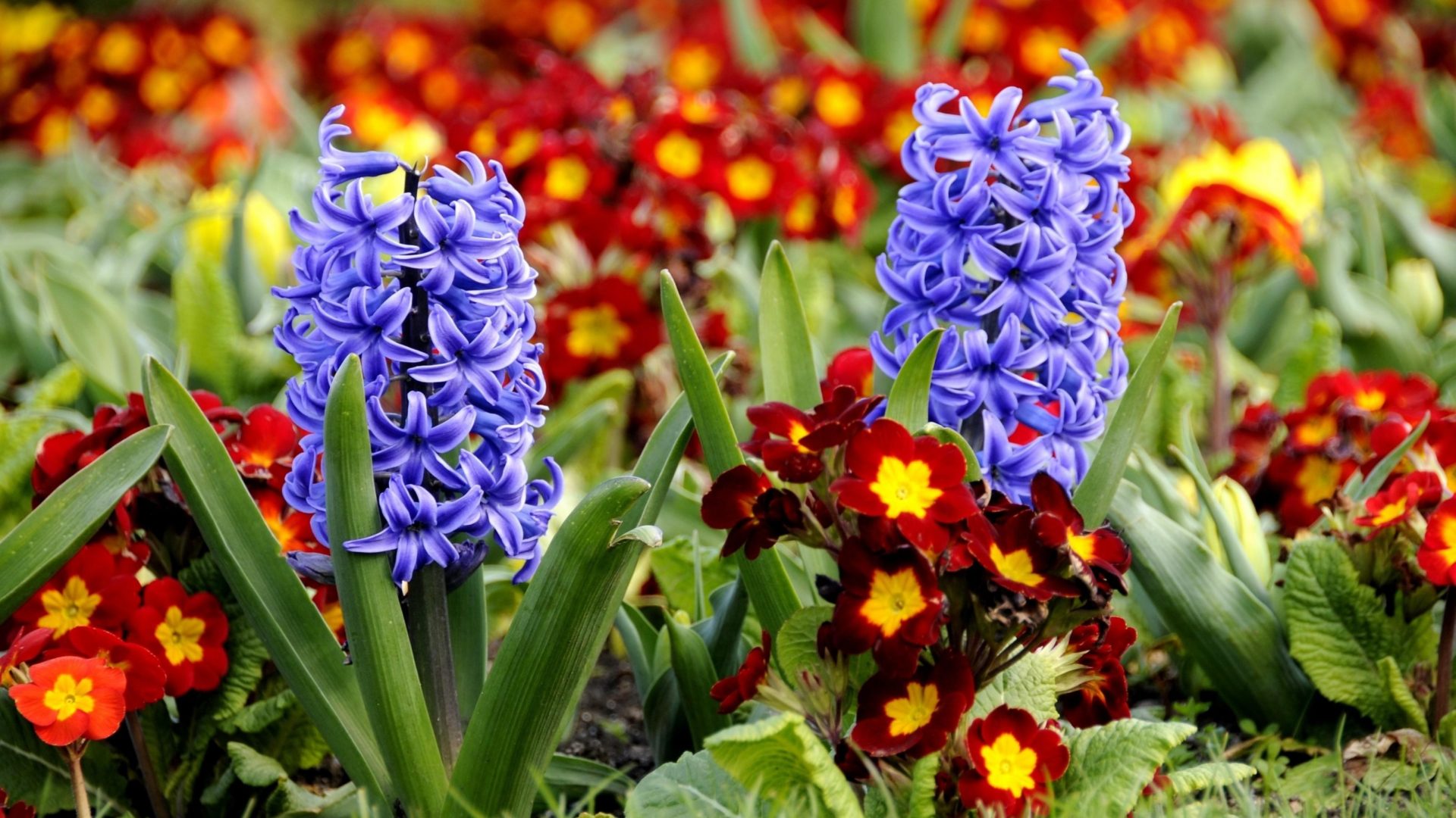 Spring Flowers Blue Hyacinths And Red Primroses Flower Garden Wallpaper HD 3840x2400, Wallpaper13.com
