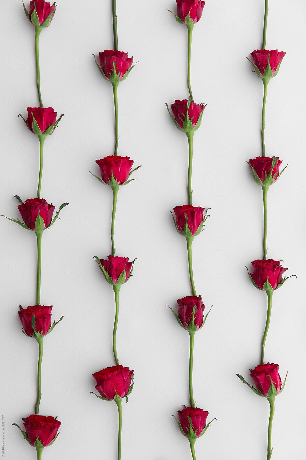 Red Rose Background. Red roses wallpaper, Red roses background, Rose background