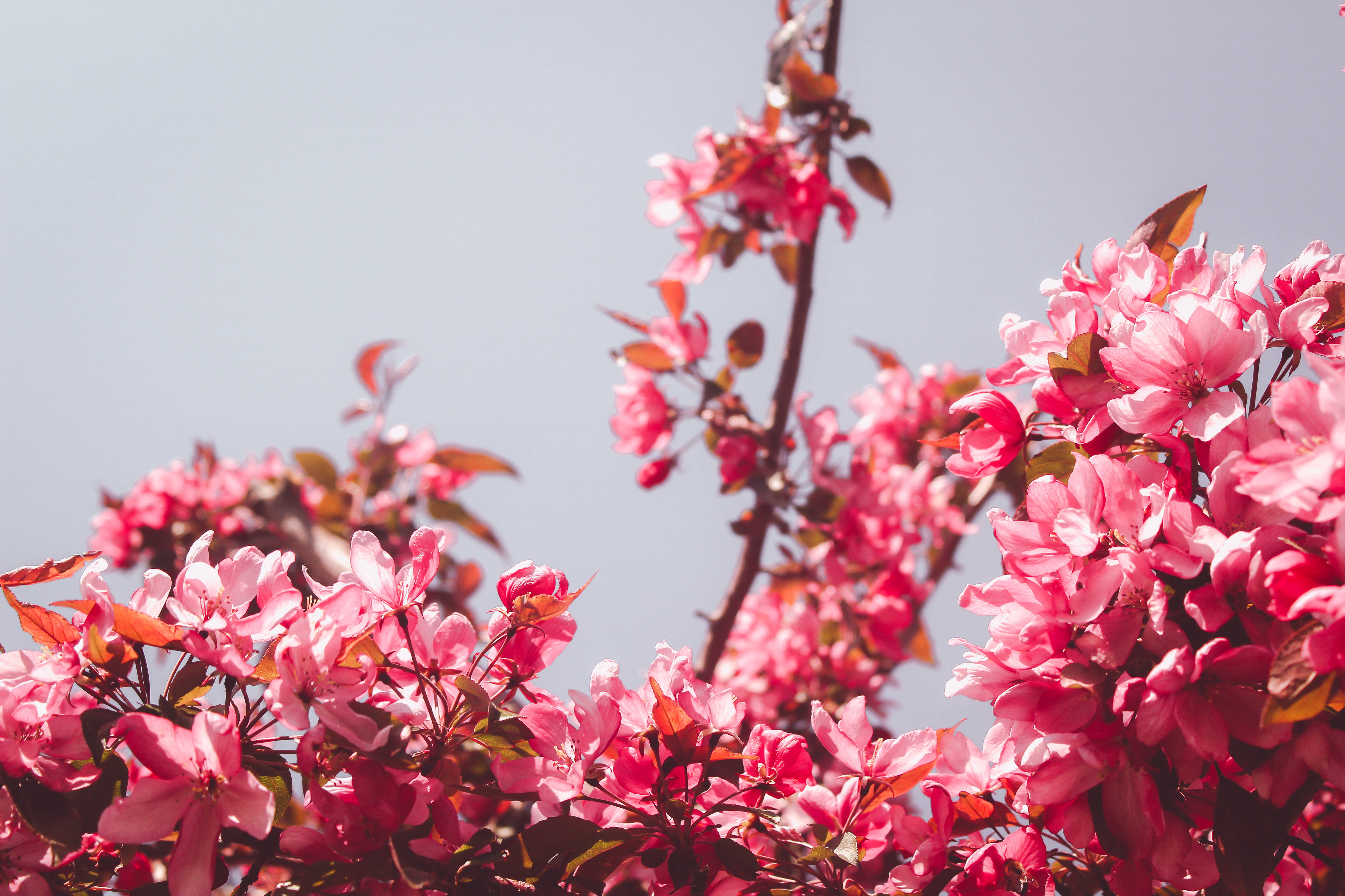 Download Aesthetic Pink Flowers Wallpaper