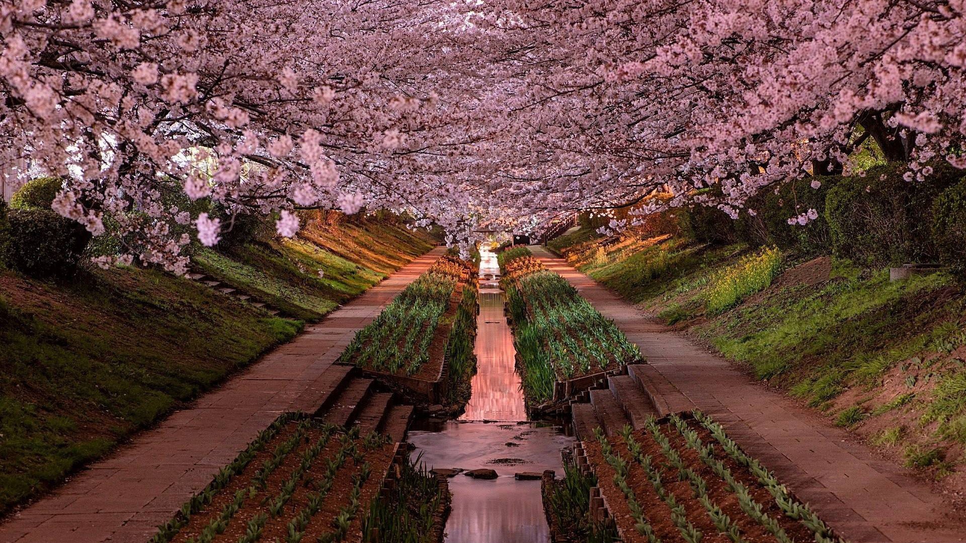 garden, Yokohama, cherry blossom, Japan Gallery HD Wallpaper