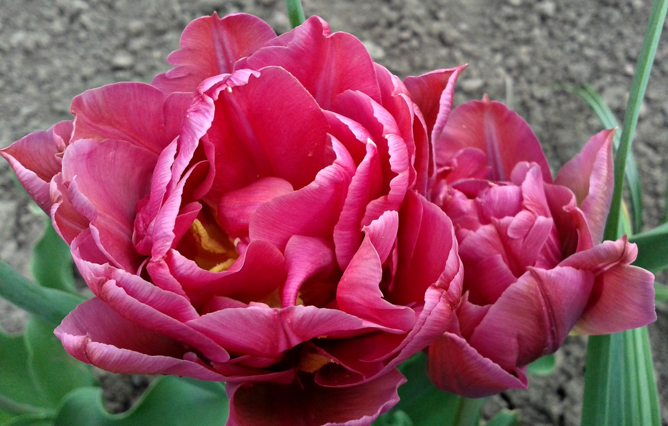 Wallpaper spring, tulips, spring, Tulips, dark pink, dark pink image for desktop, section цветы