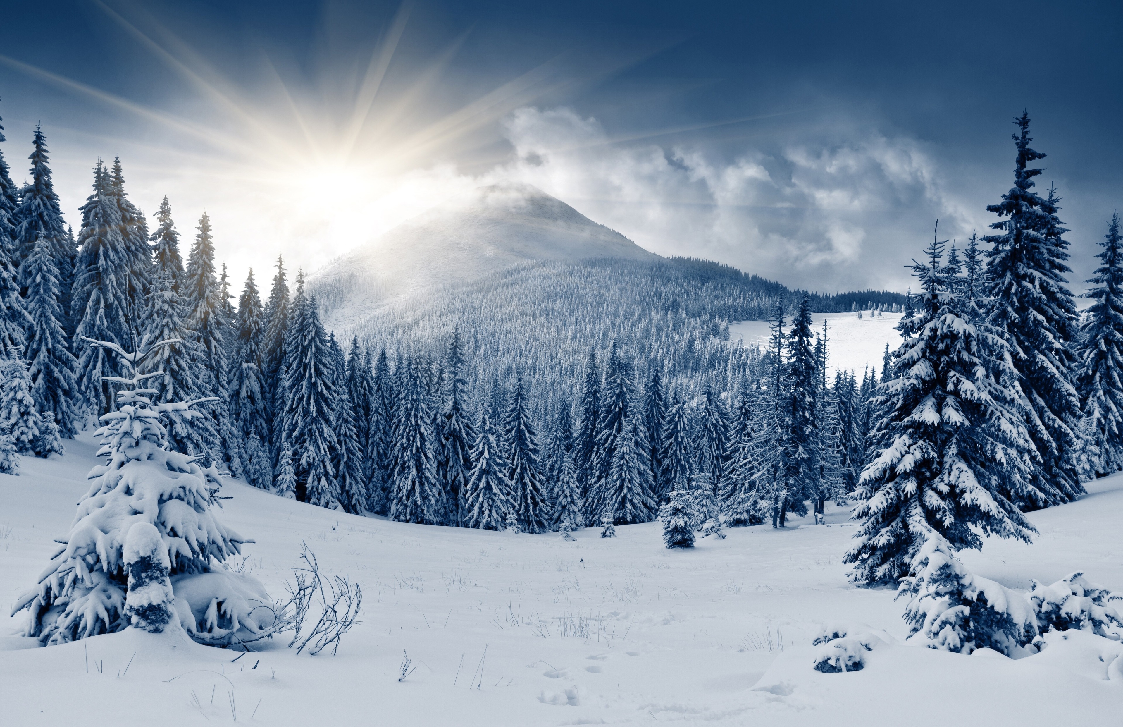 3840x2485 winter forest 4k free desktop Gallery HD Wallpaper