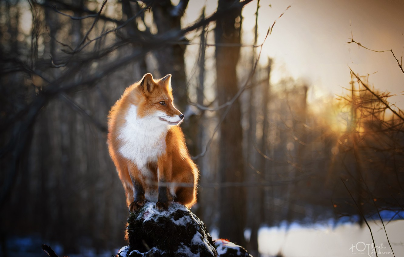 Winter Forest Animals Wallpapers - Wallpaper Cave