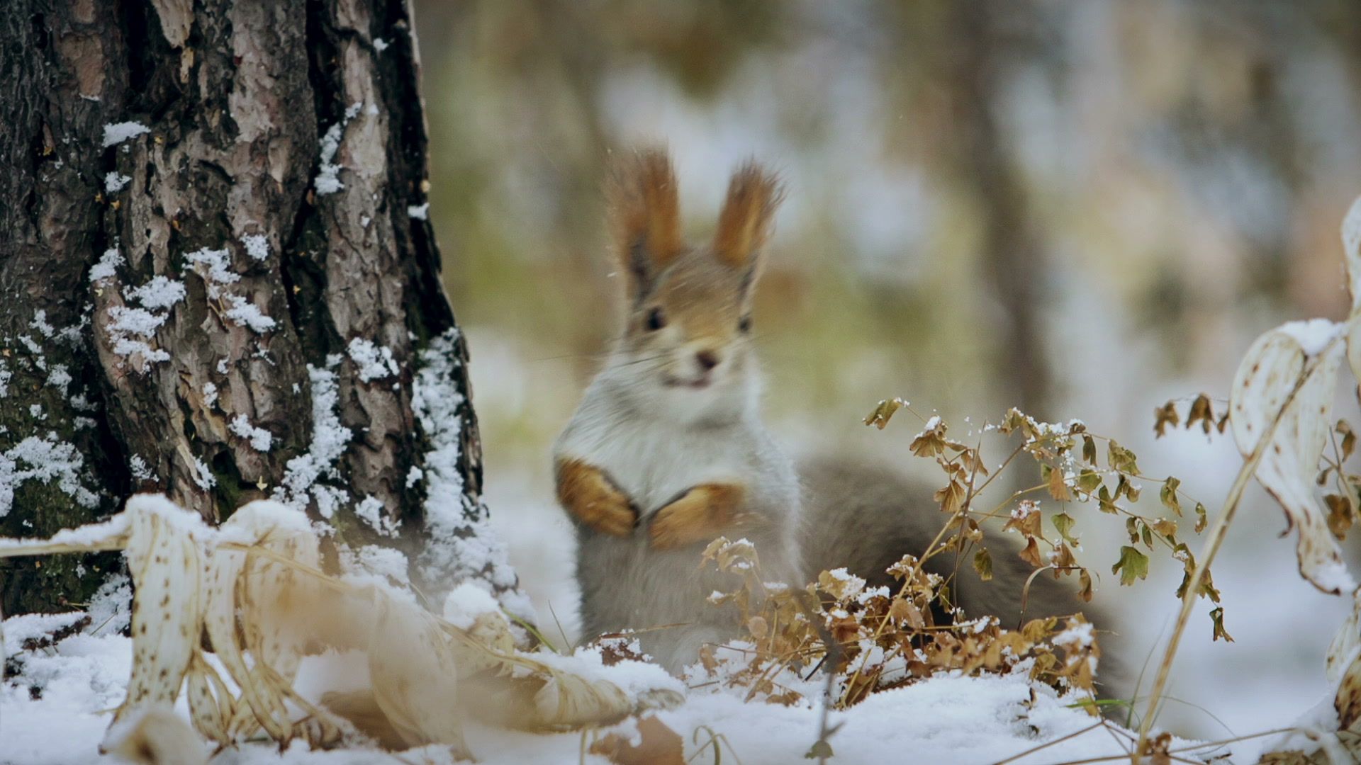 Winter Forest Animals Wallpapers - Wallpaper Cave