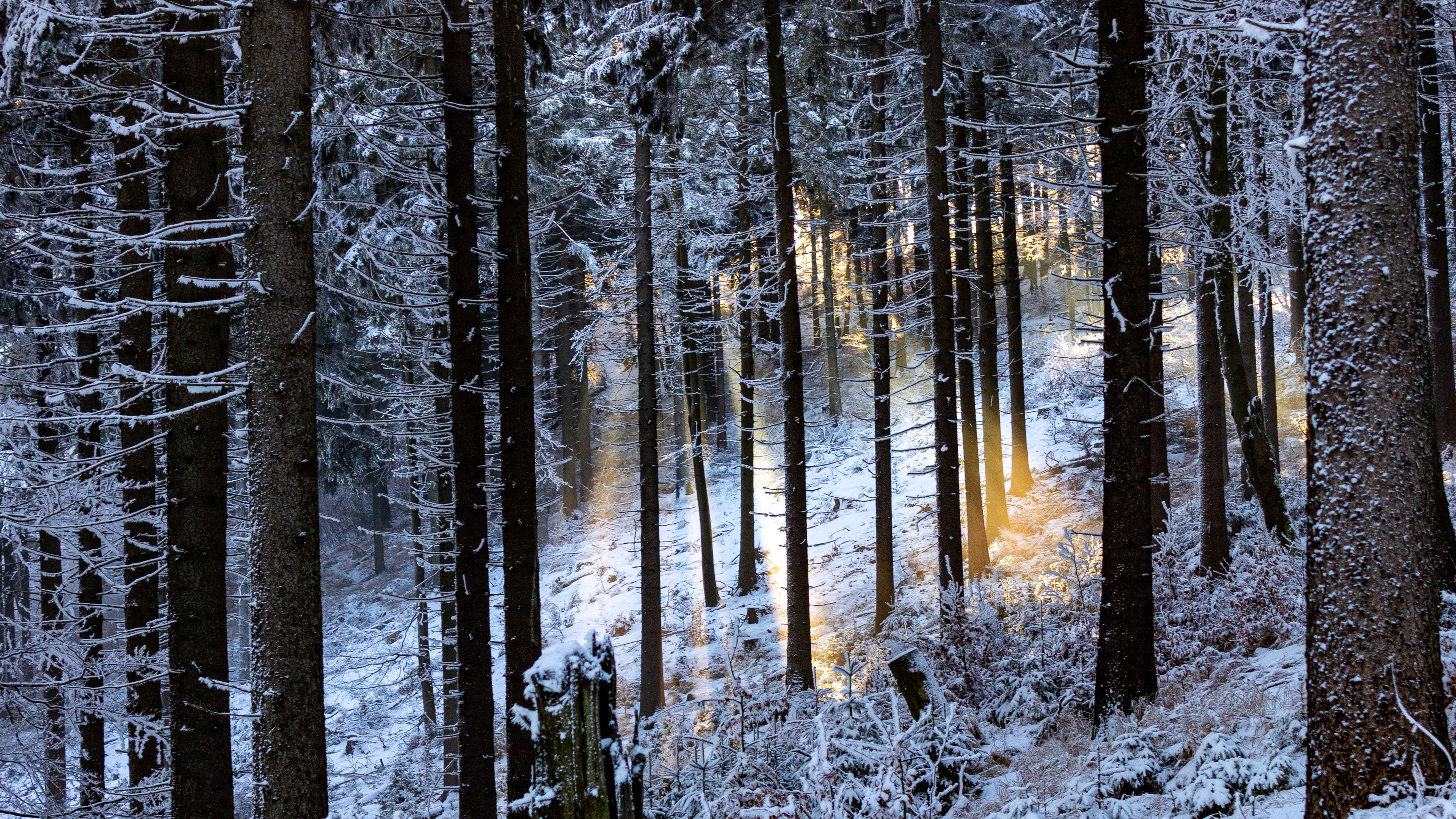 Full HD 1080p winter forest wallpaper free download