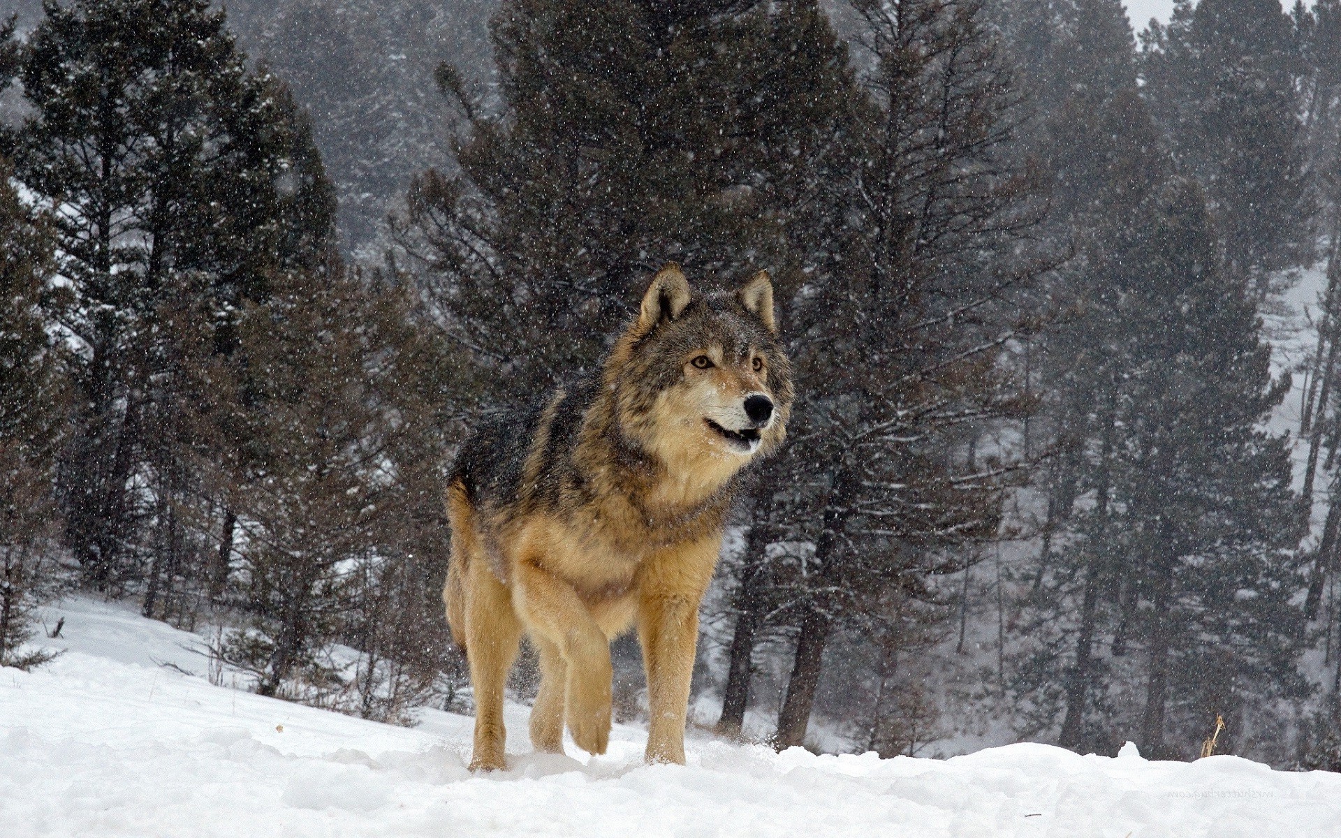 Winter Forest Animals Wallpapers - Wallpaper Cave