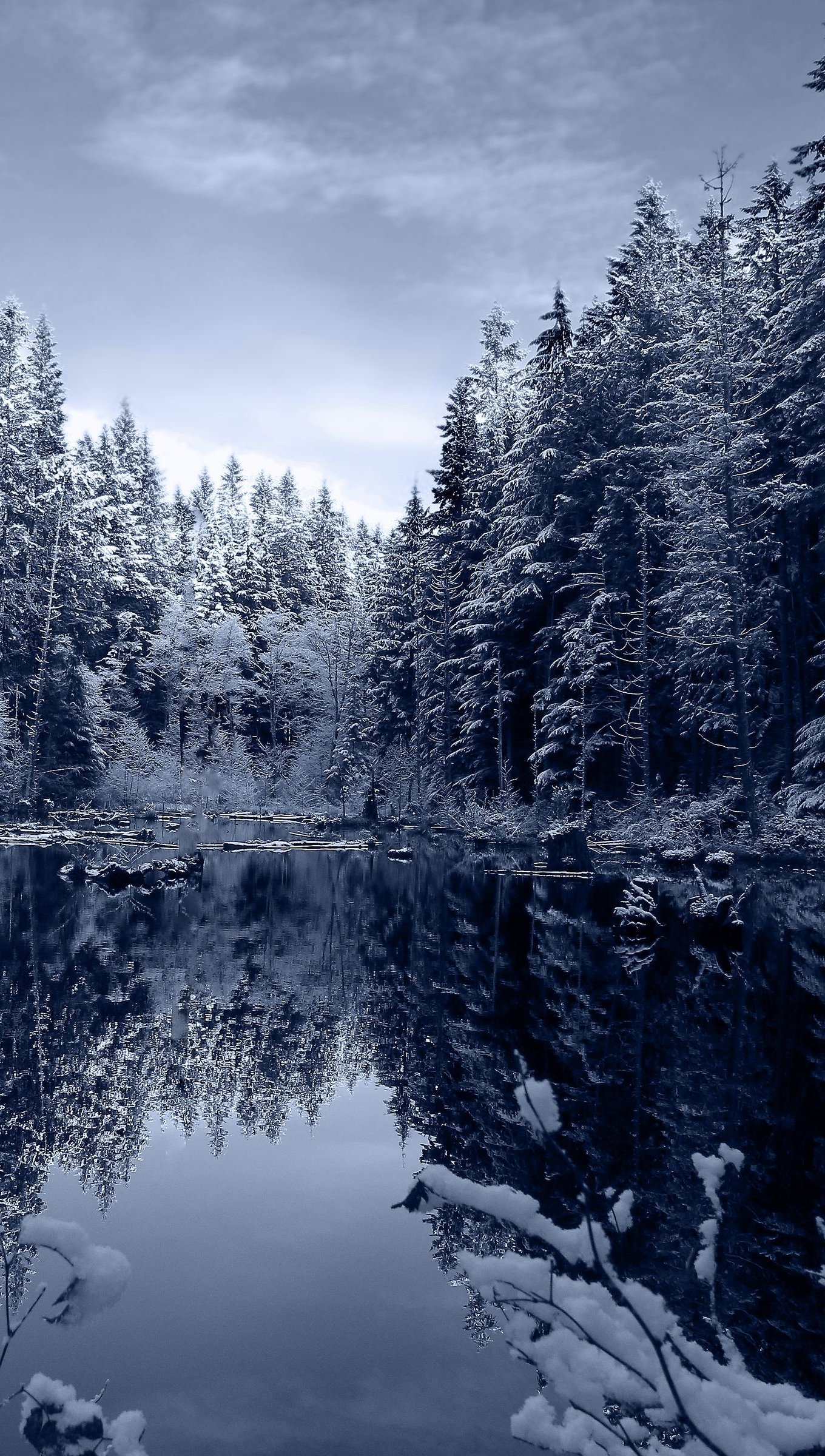 Forest during winter Wallpaper 4k Ultra HD
