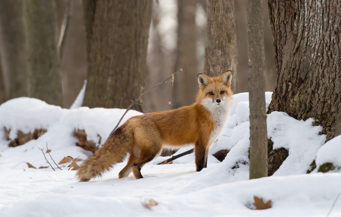 Winter Forest Animals Wallpapers - Wallpaper Cave