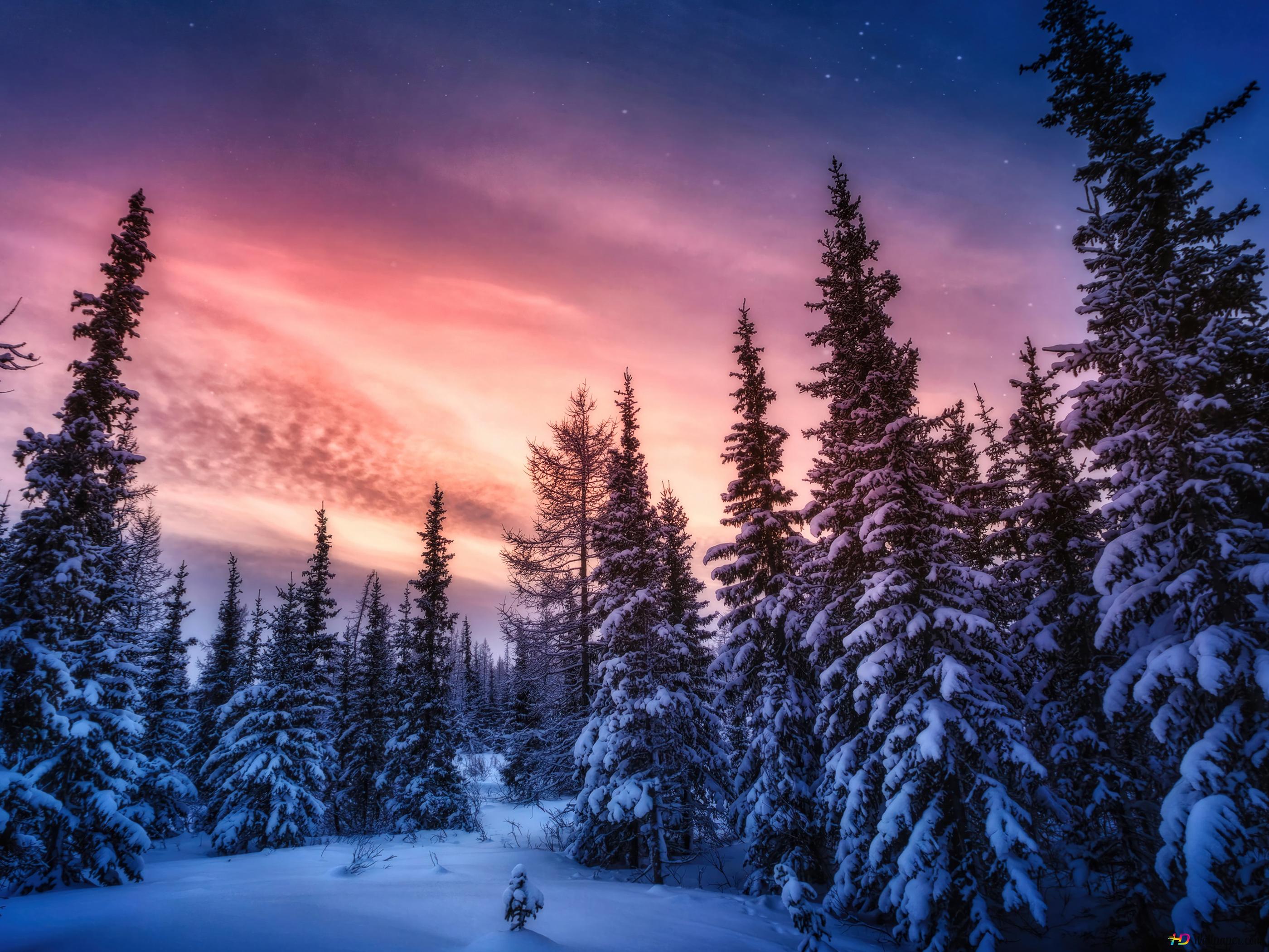 Forest Winter Desktop Wallpapers - Wallpaper Cave