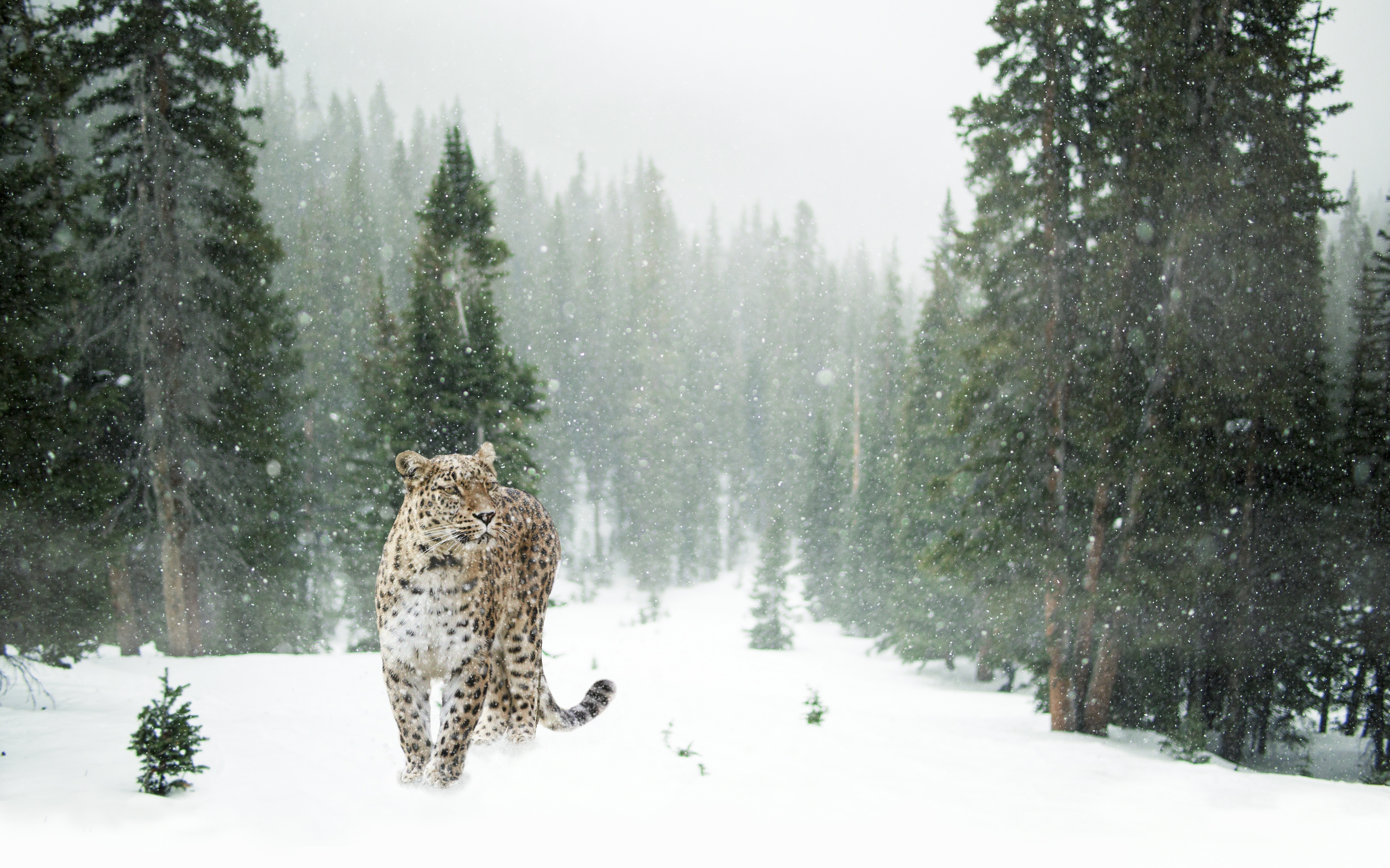 Leopard Wallpaper 4K, Snow, Winter, Forest, Animals