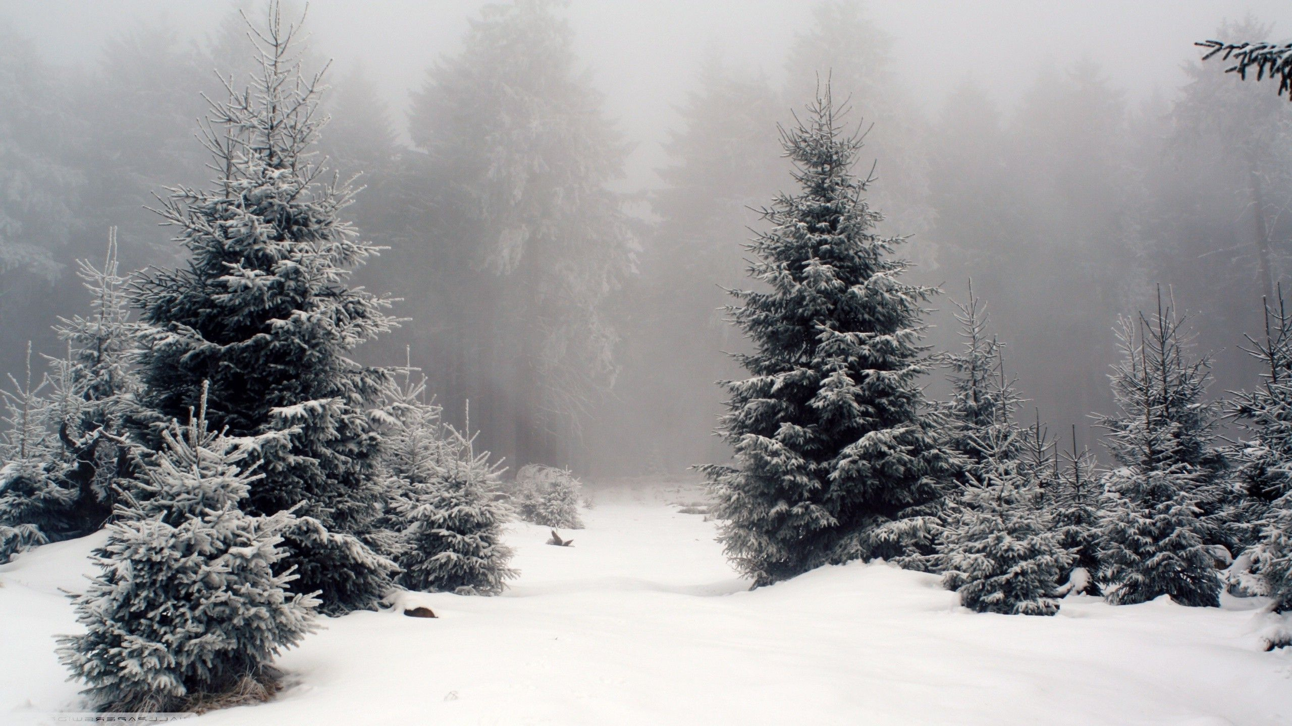 Winter Forest Wallpaper and Background 4K, HD, Dual Screen