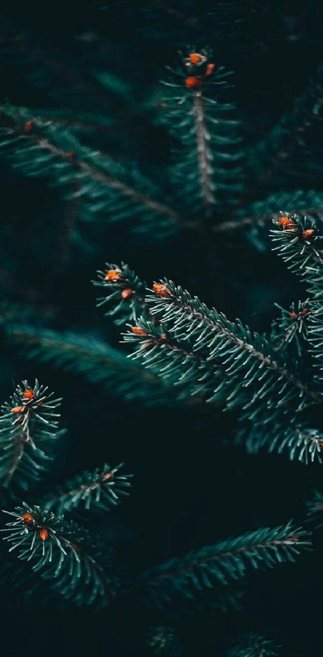 Pine Trees Winter Wallpapers - Wallpaper Cave