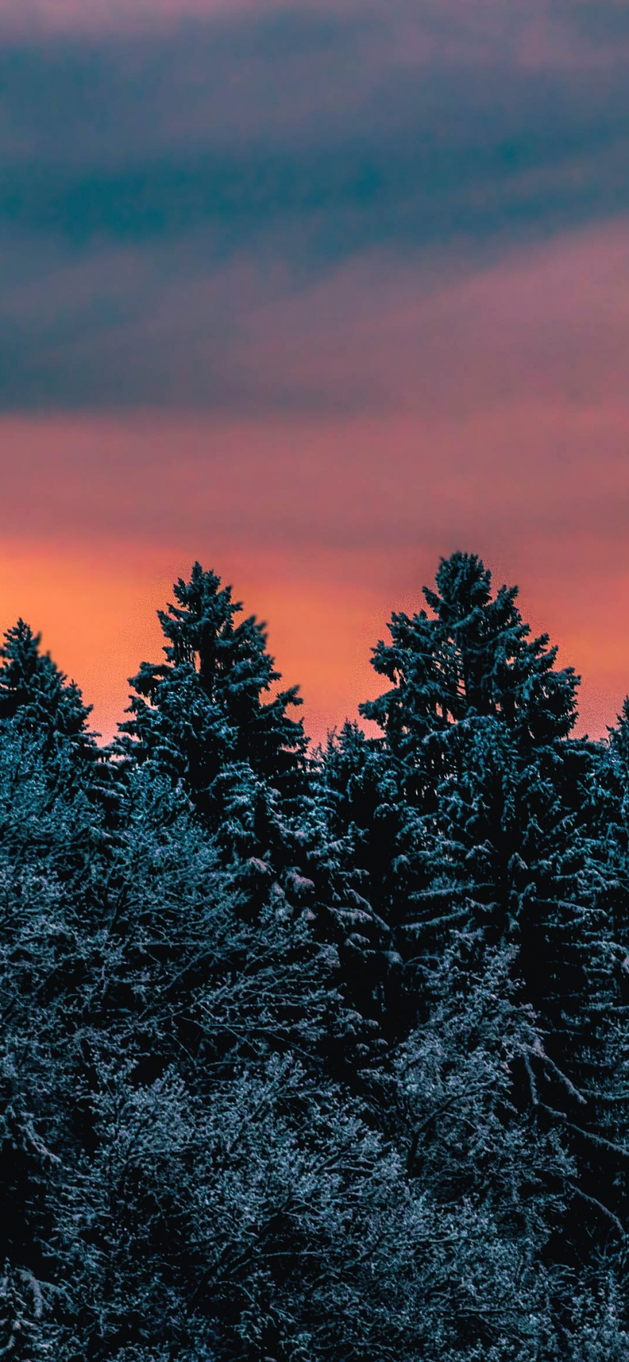 Winter Wallpaper 4K, Pine trees, Evening sky, Nature