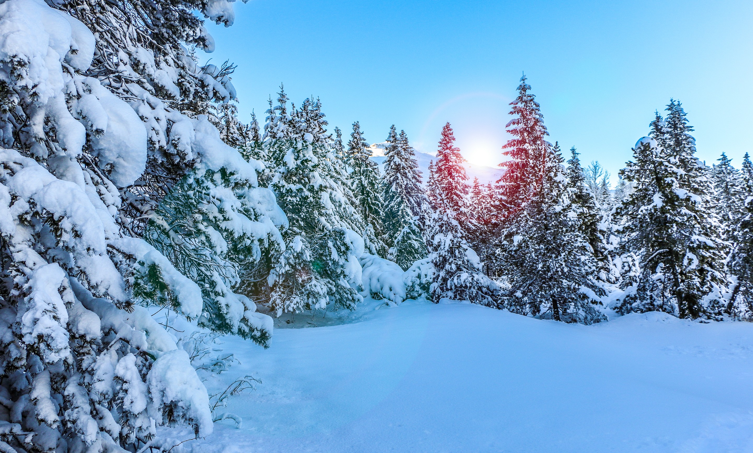 Winter, Pine trees, Sunny day, Snow Gallery HD Wallpaper