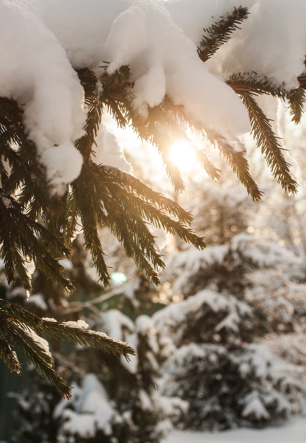 green pine tree covered with snow photo
