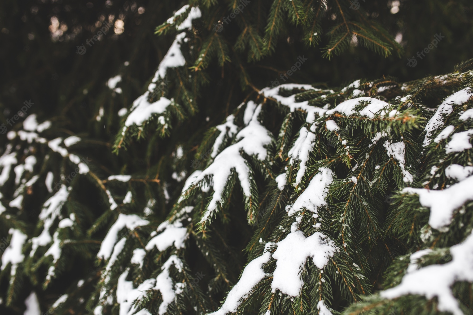Pine Tree Snow Image