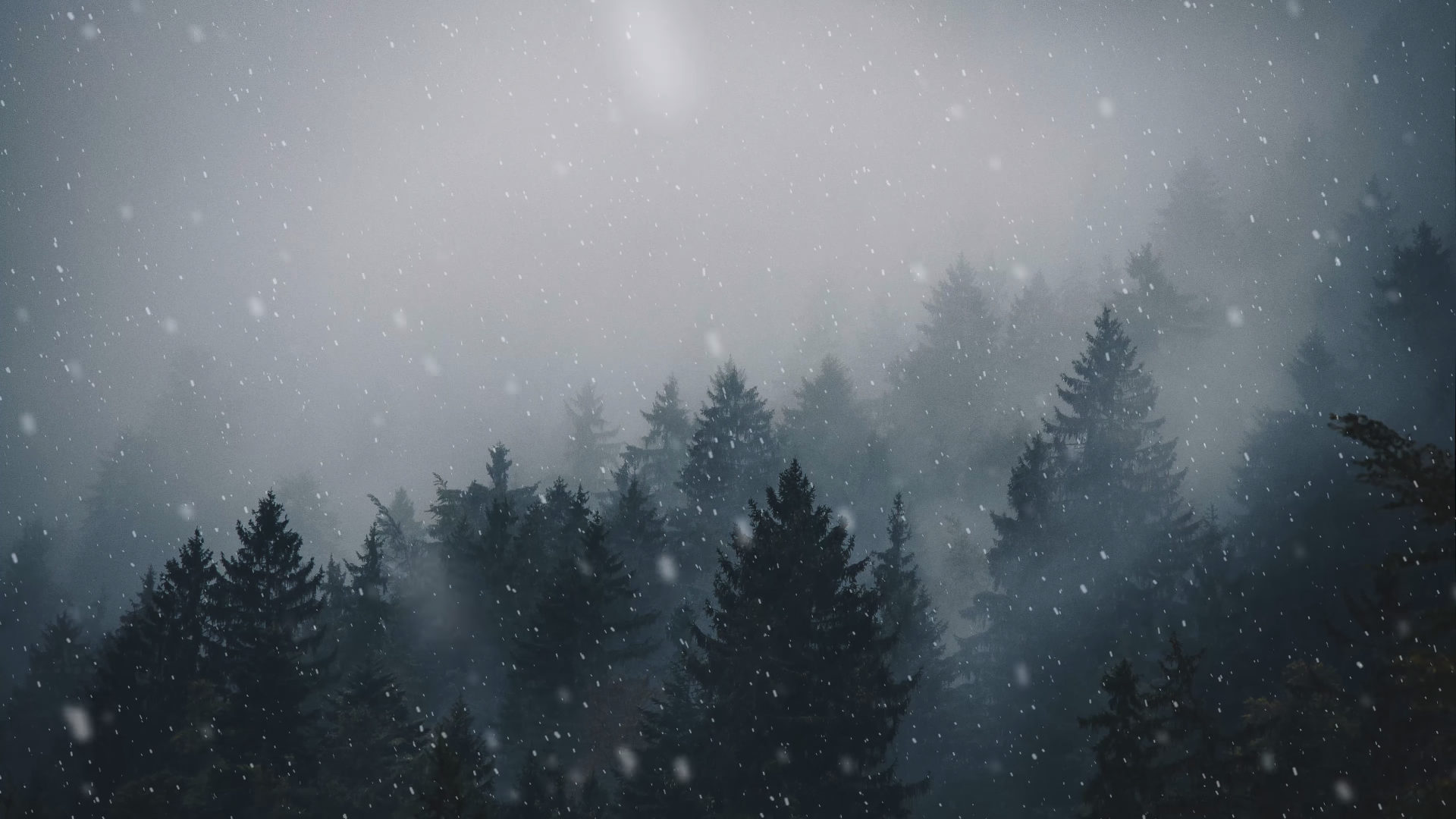Wallpaper / forest, trees, landscape, mist, snowing, overcast, winter, pine trees free download