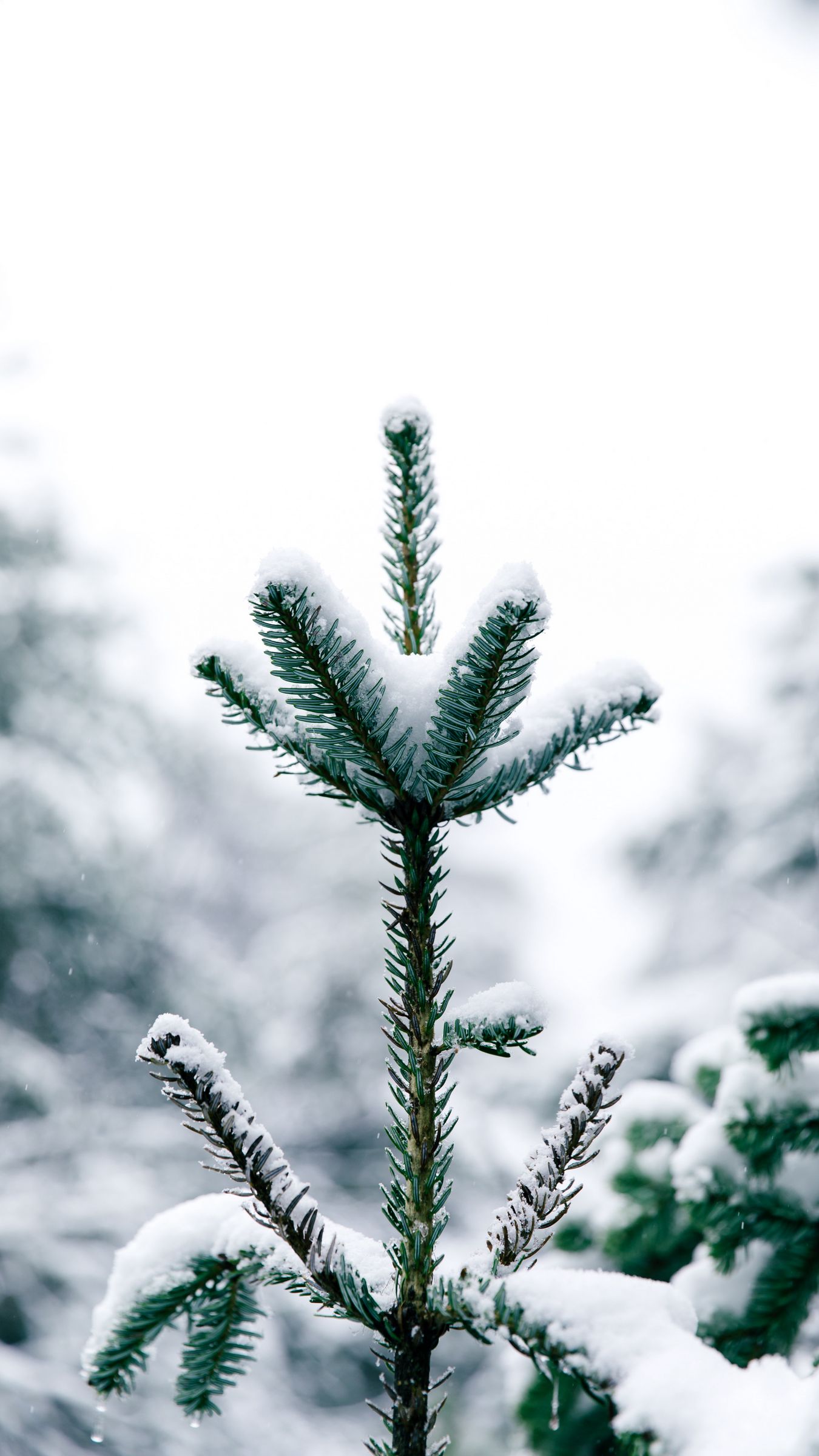 Download wallpaper 1350x2400 pine, snow, tree, conifer, winter iphone 8+/7+/6s+/for parallax HD background