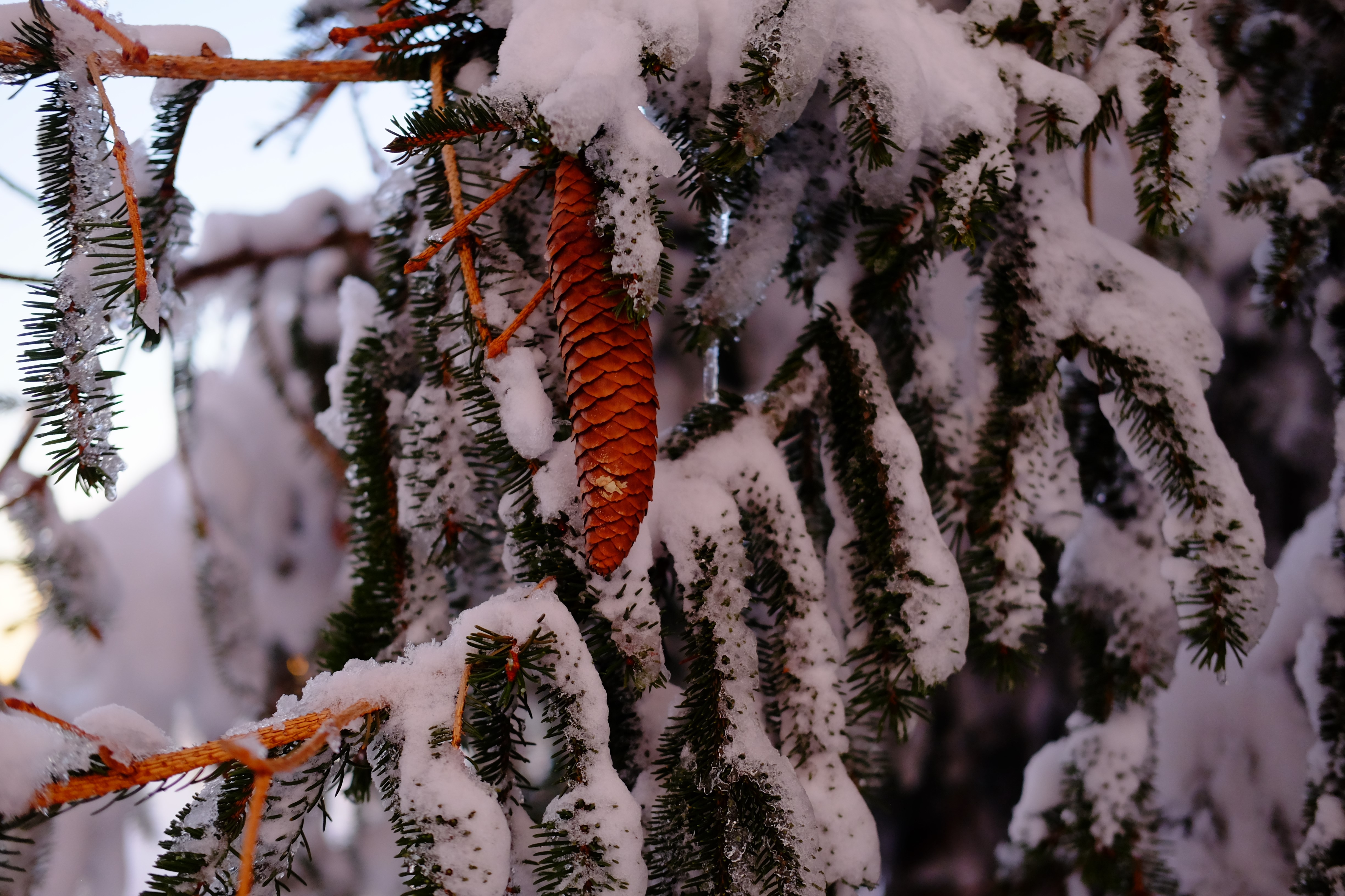 Wallpaper / snow, pine trees, winter, branch free download