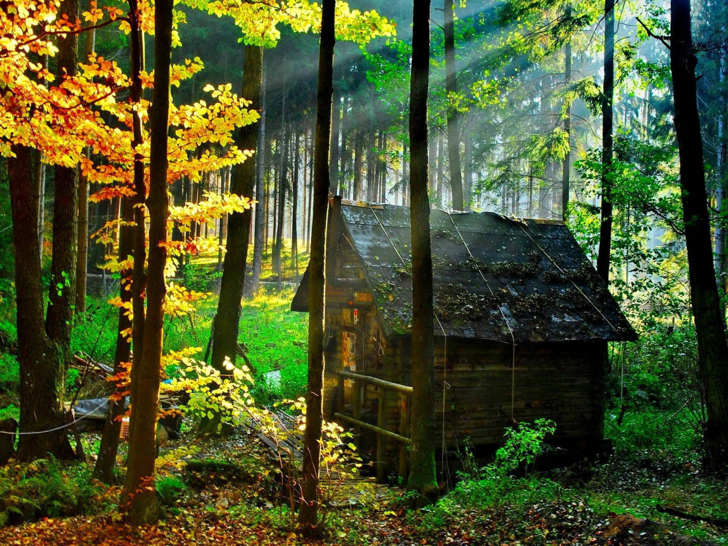 Download Small Wooden House In The Forest Wallpaper
