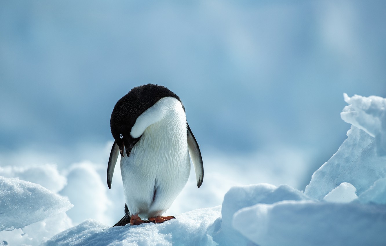 Wallpaper cold, winter, snow, penguin image for desktop, section животные
