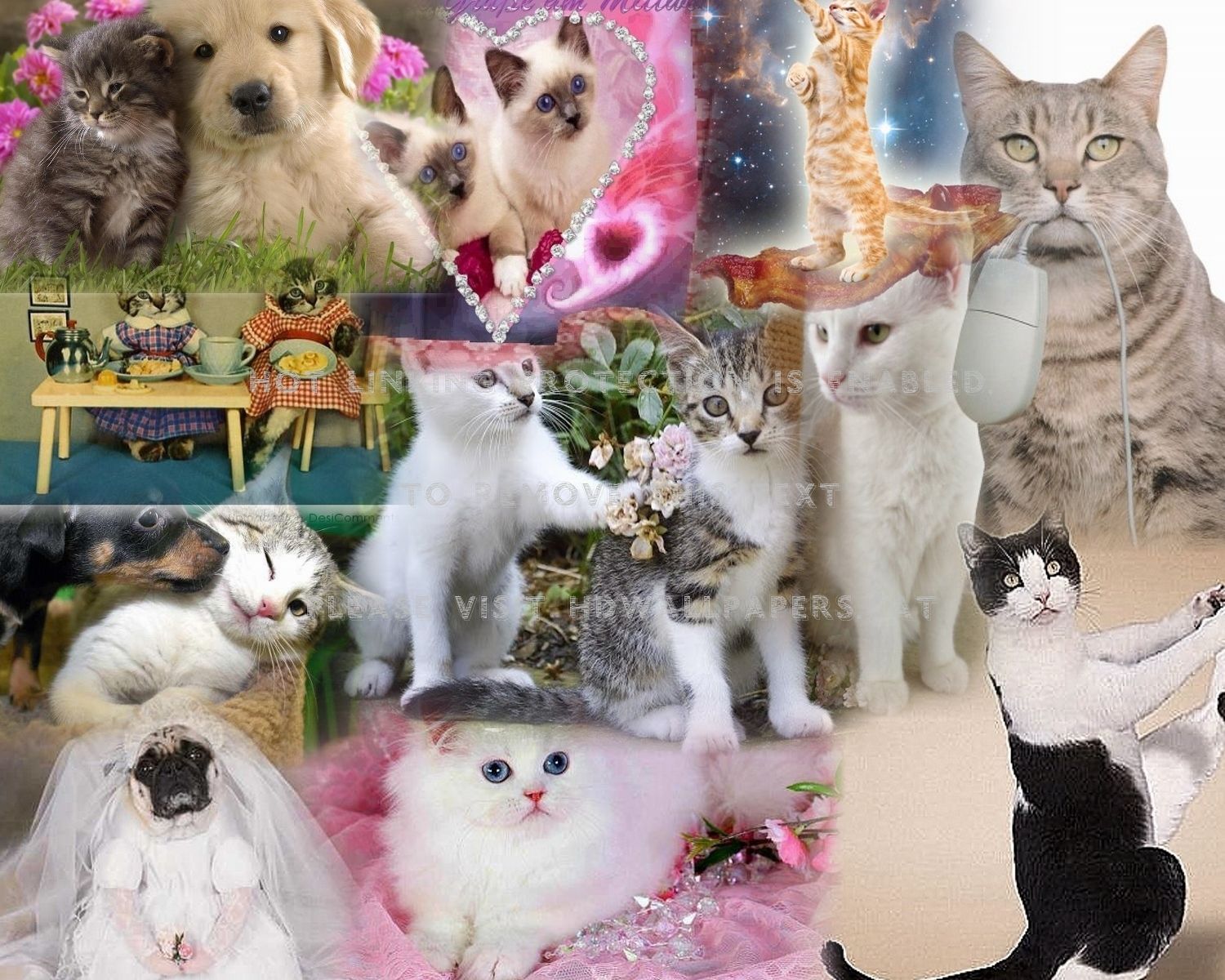 Cute Animal Collage Wallpaper Free Cute Animal Collage Background