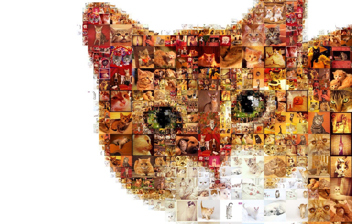 Wallpaper cat, photo, photo collage, mosaic pattern image for desktop, section разное