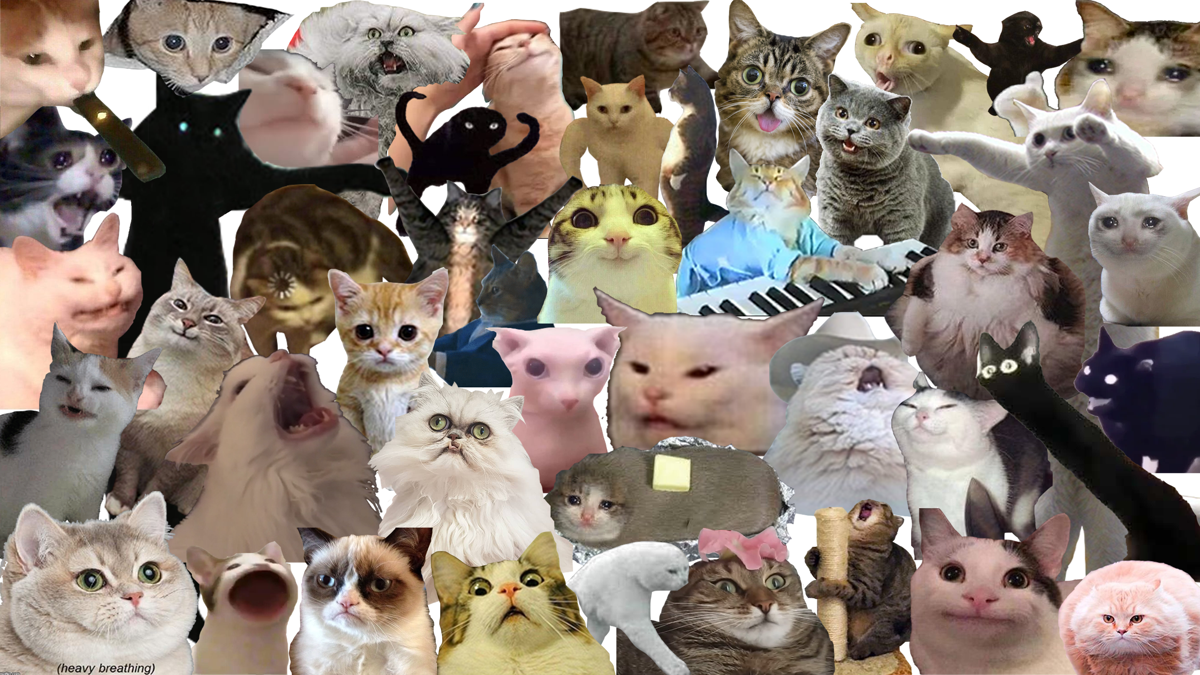 Here is the finished cat meme collage! I hope you enjoy! Thank you for all the submissions in my first post