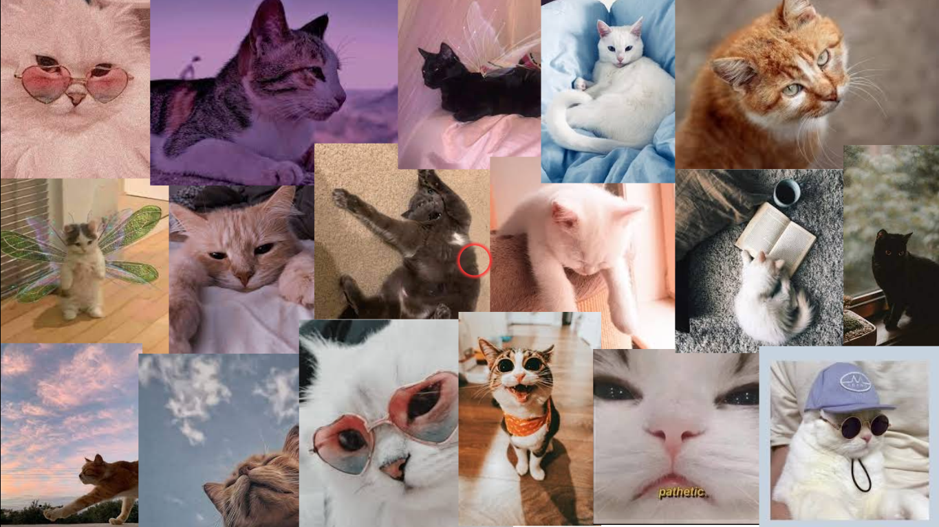 Cat Collage em 2022. Papéis de parede bonitos, Animais fofos, Animais