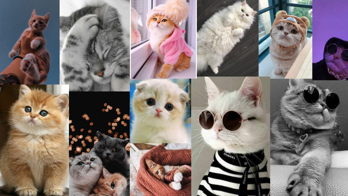 cute cats wallpaper for laptops. Çizim