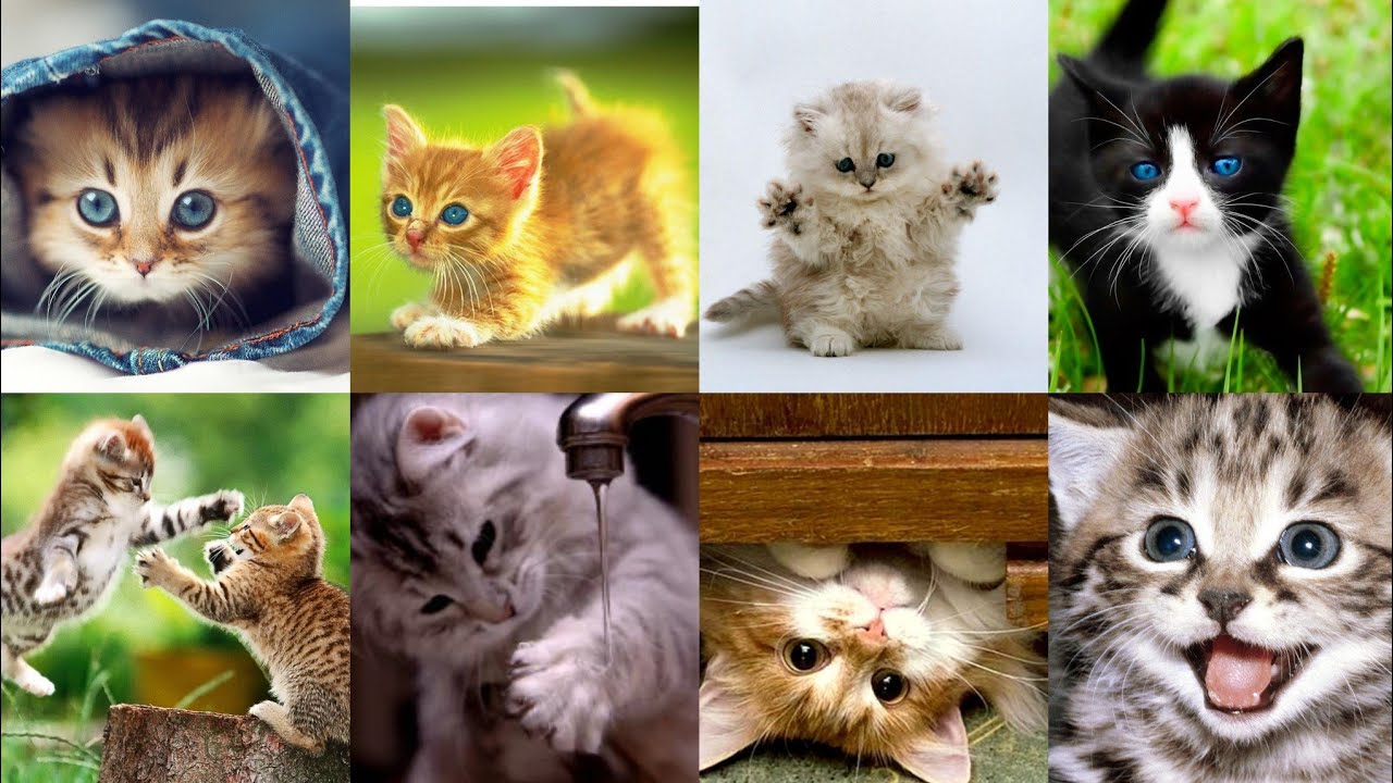 Cute Cat Photo, Beautiful Cats Picture Wallpaper, Cute Cat image, Wallpaper Photo, #OTmnSuchThat