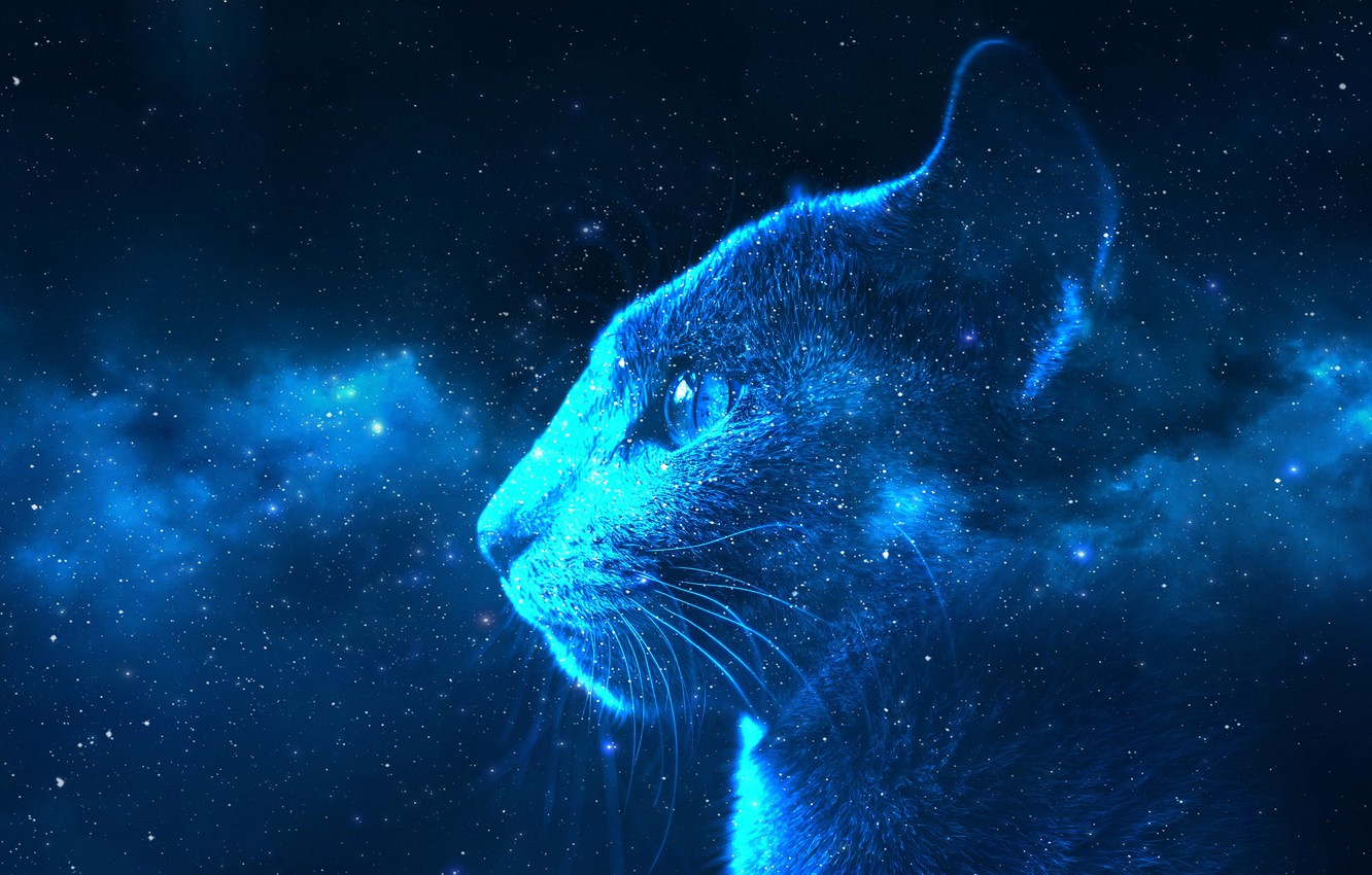 Wallpaper cat, the sky, cat, look, face, space, stars, light, night, the dark background, rendering, fiction, blue, collage, the universe, color image for desktop, section фантастика