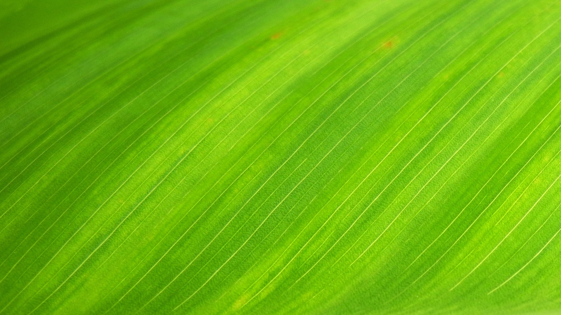 Leaf Texture Photo, Download The BEST