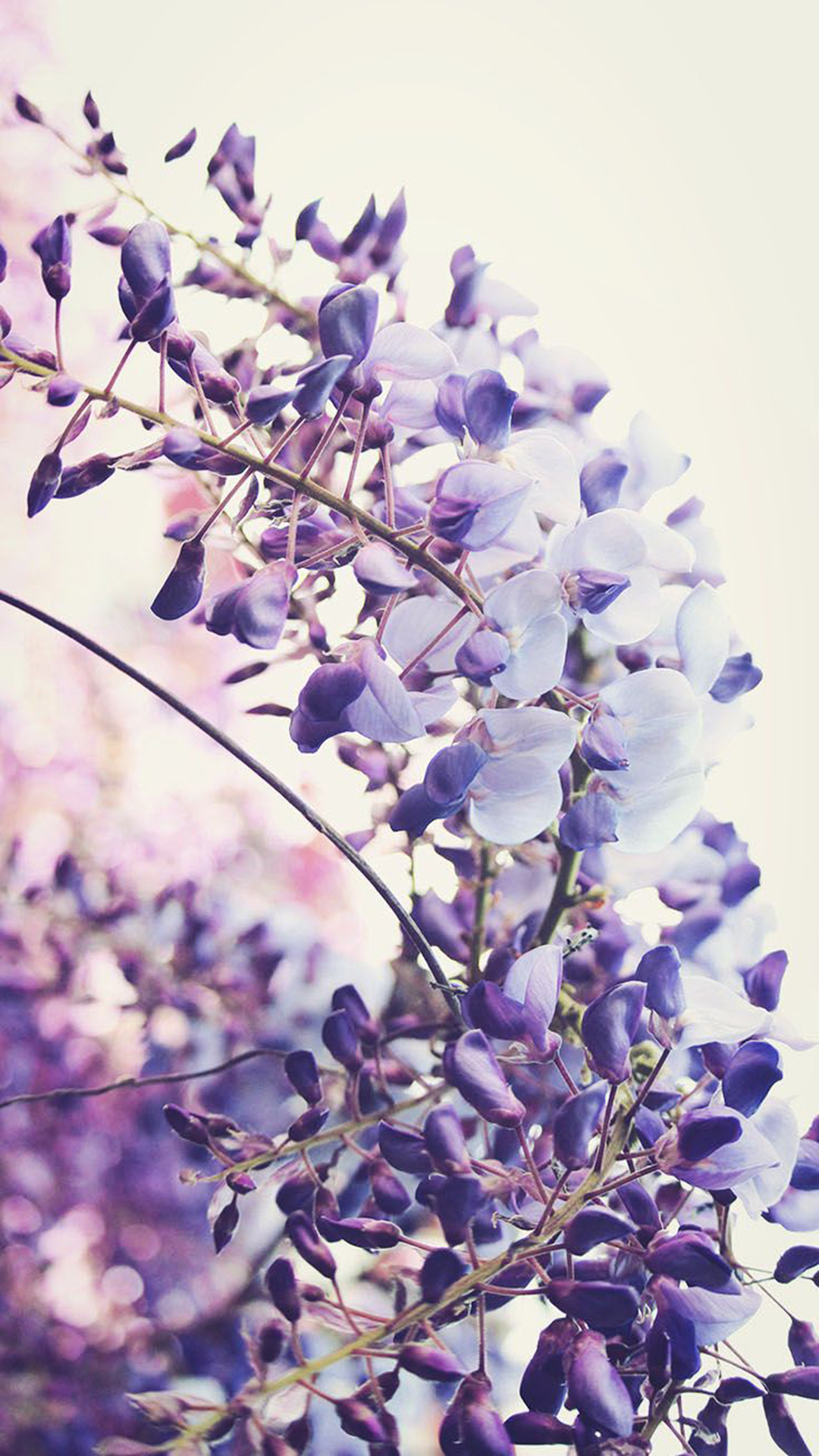 iPhone Lavender Aesthetic Wallpaper