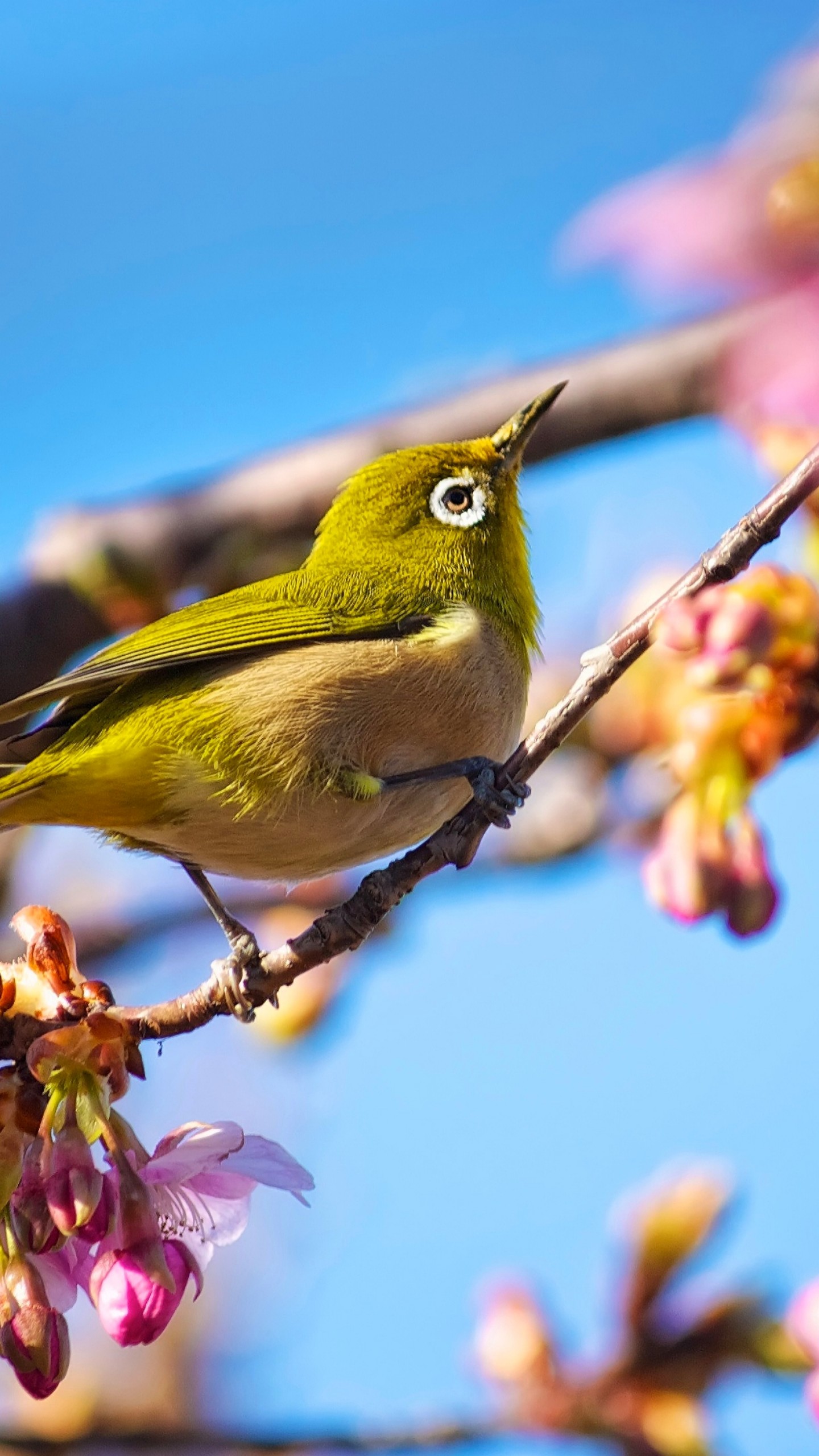 Wallpaper Japanese bird, White Eye, nature, flowers, spring, blue sky, sakura, Animals