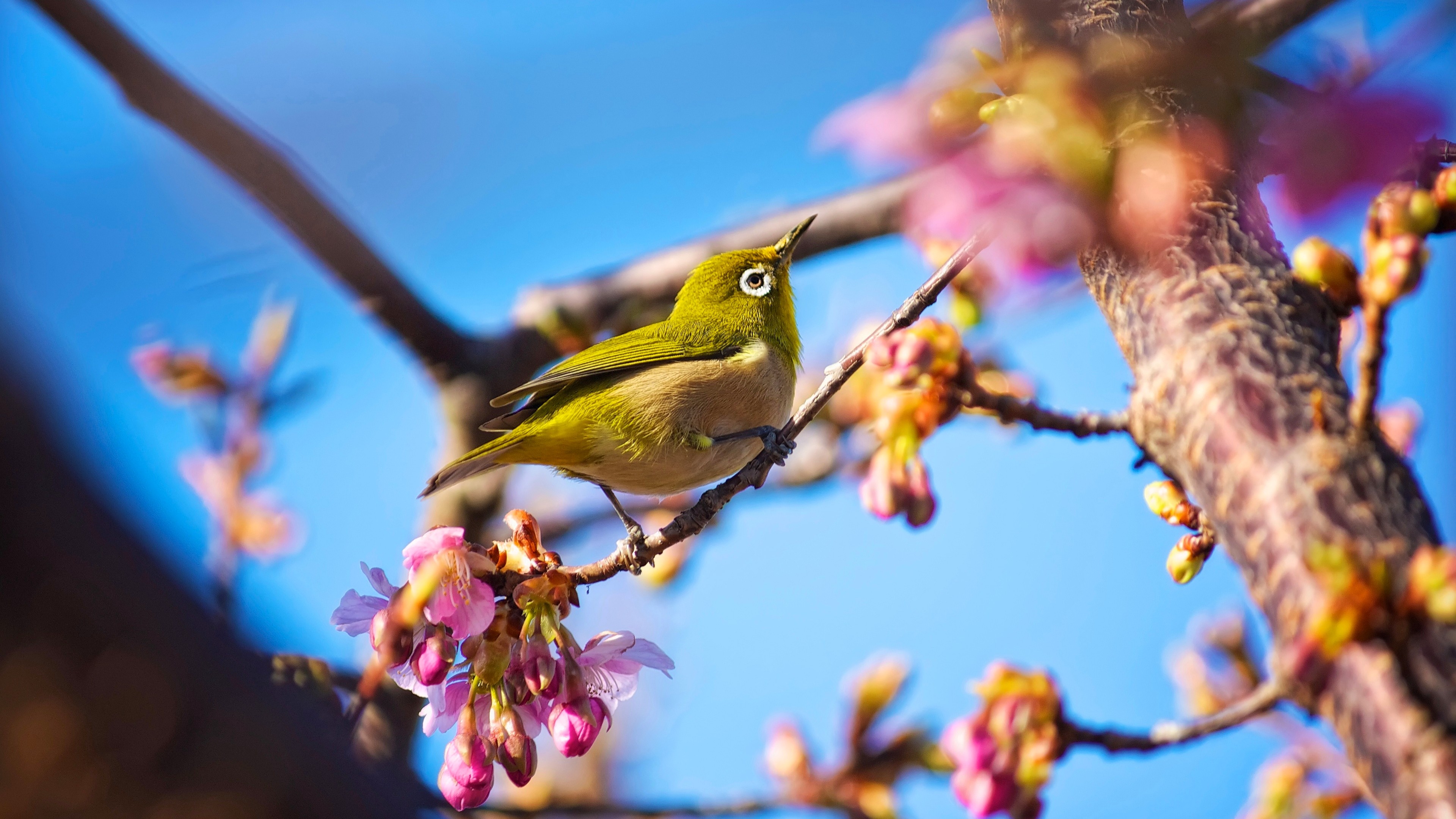Wallpaper Japanese bird, White Eye, nature, flowers, spring, blue sky, sakura, Animals