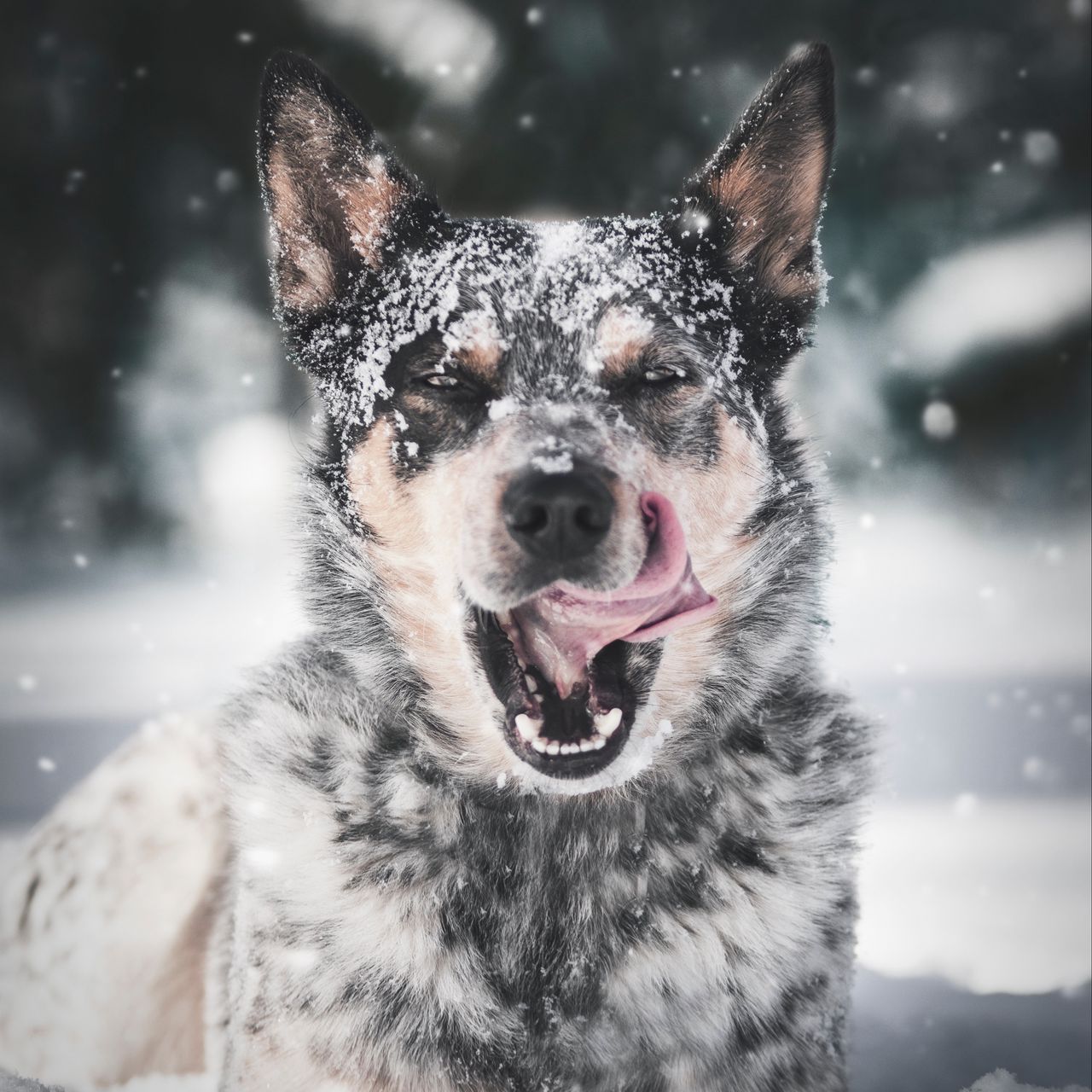 Download wallpaper 1280x1280 dog, protruding tongue, snow ipad, ipad ipad mini for parallax HD background