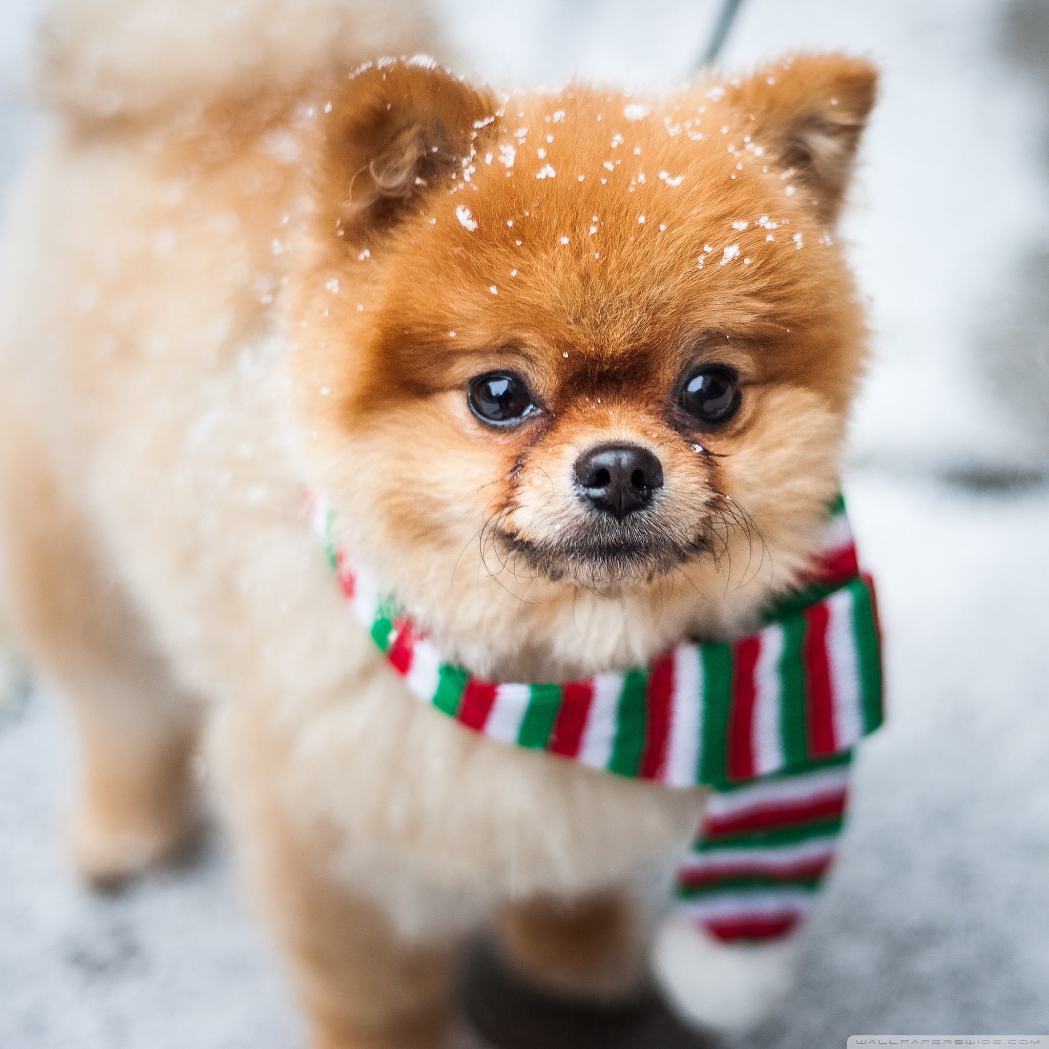 Pomeranian Dog, Outdoor, Winter Ultra HD Desktop Background Wallpaper for 4K UHD TV, Widescreen & UltraWide Desktop & Laptop, Tablet