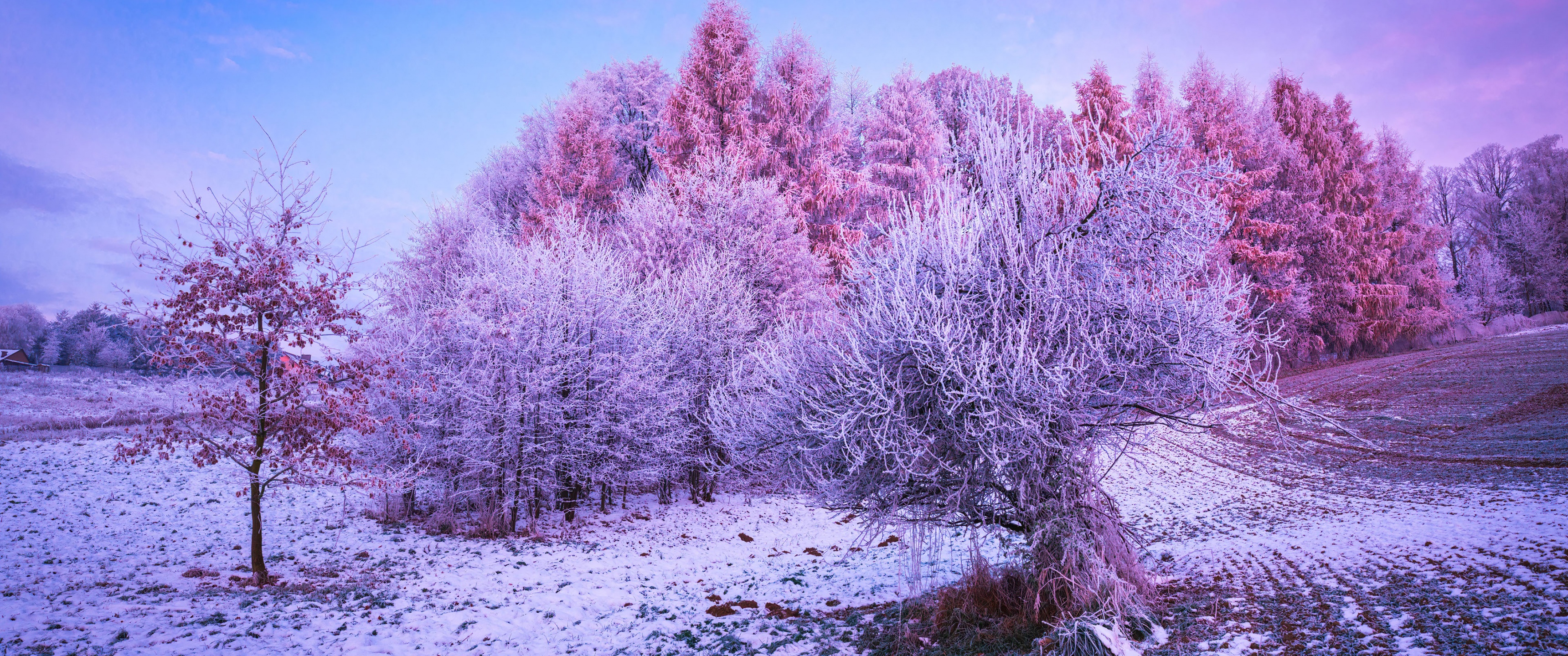 Winter forest Wallpaper 4K, Trees, Landscape, Frost, Nature