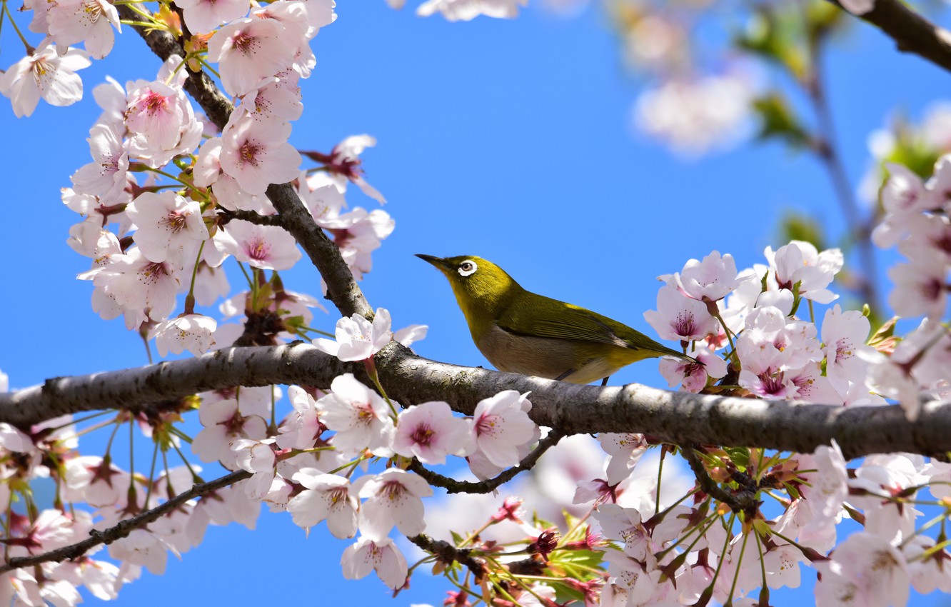 Wallpaper The Sky, Branches, Nature, Cherry, Spring, Bird, Flowering, Japanese White Eye, White Eye Image For Desktop, Section природа