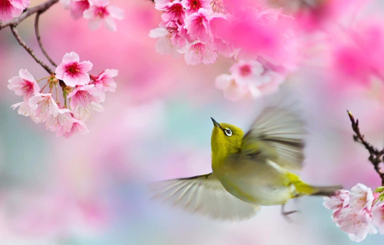 Wallpaper Branches, Spring, Sakura, Flight, Bird, White Eyed, FuYi Chen, White Eye, Birds Of The World Image For Desktop, Section животные