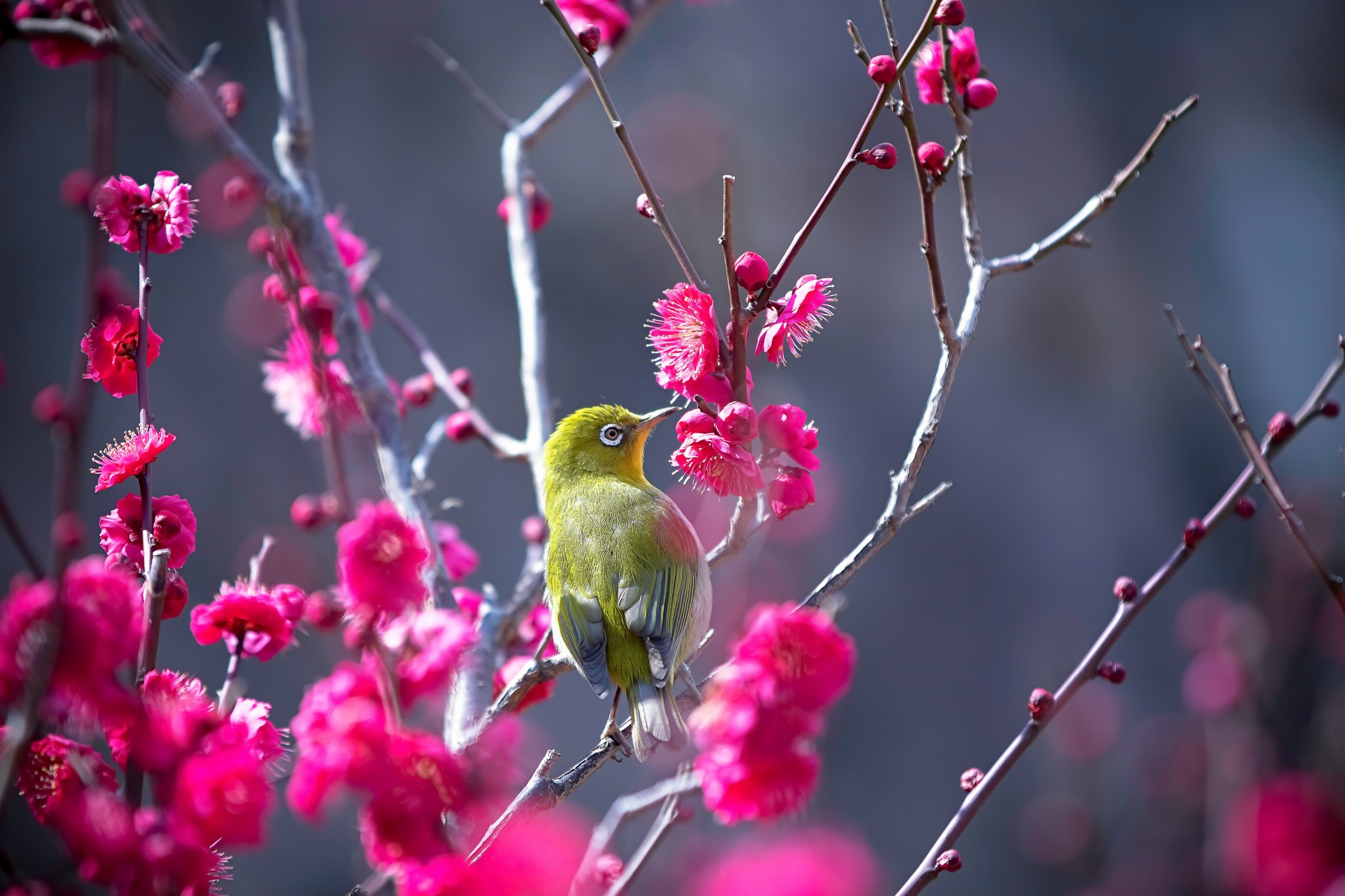 Japanese White Eye HD Wallpaper And Background