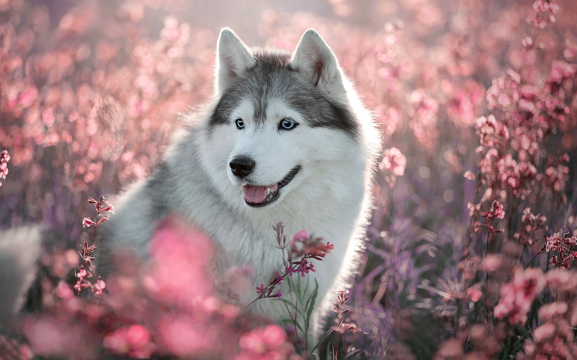 Download Wallpaper Husky Dog, Spring, Cute Animals, Dog With Blue Eyes, Bokeh, Close Up, Pets, Siberian Husky, Dogs, Husky For Desktop With Resolution 1920x1200. High Quality HD Picture Wallpaper