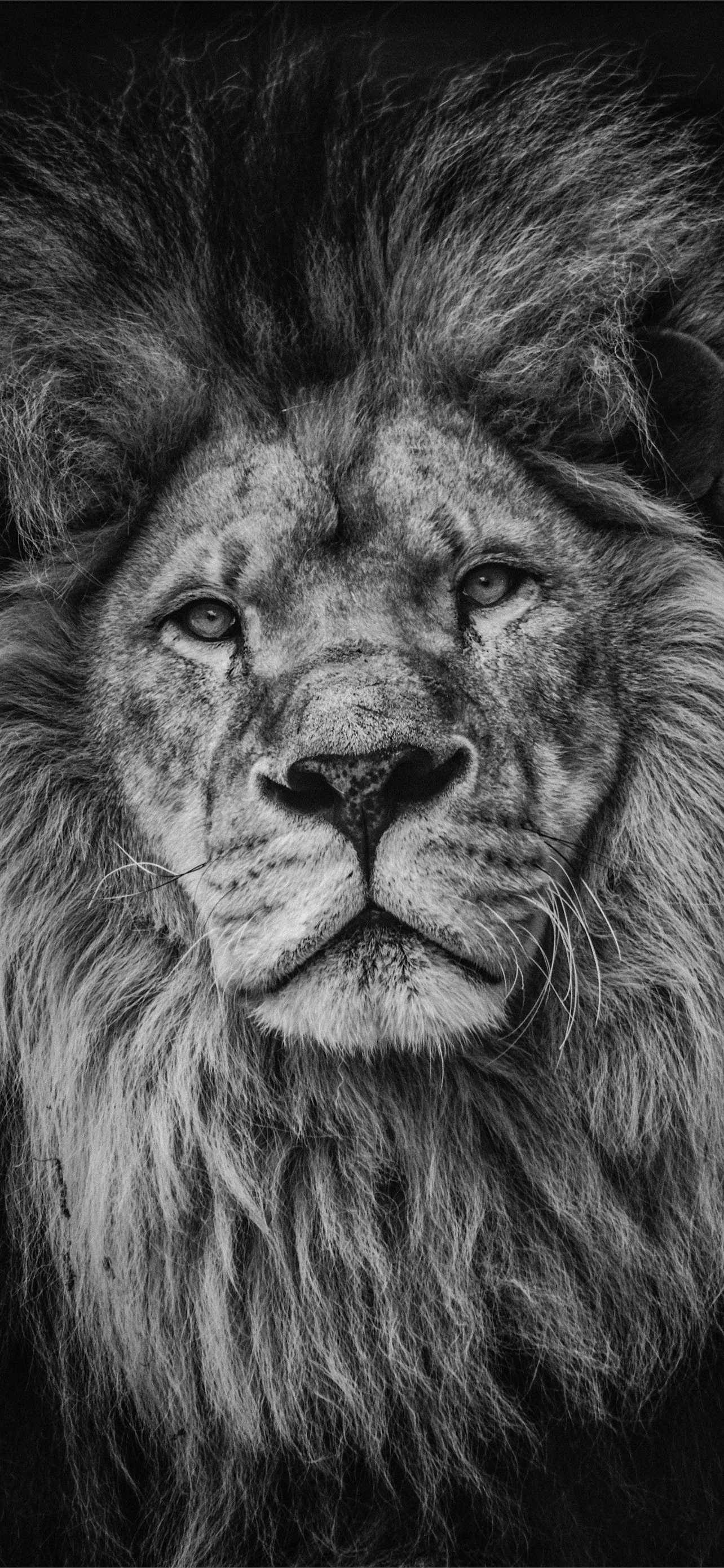 Lion Lock Screen iPhone Wallpaper Free Download