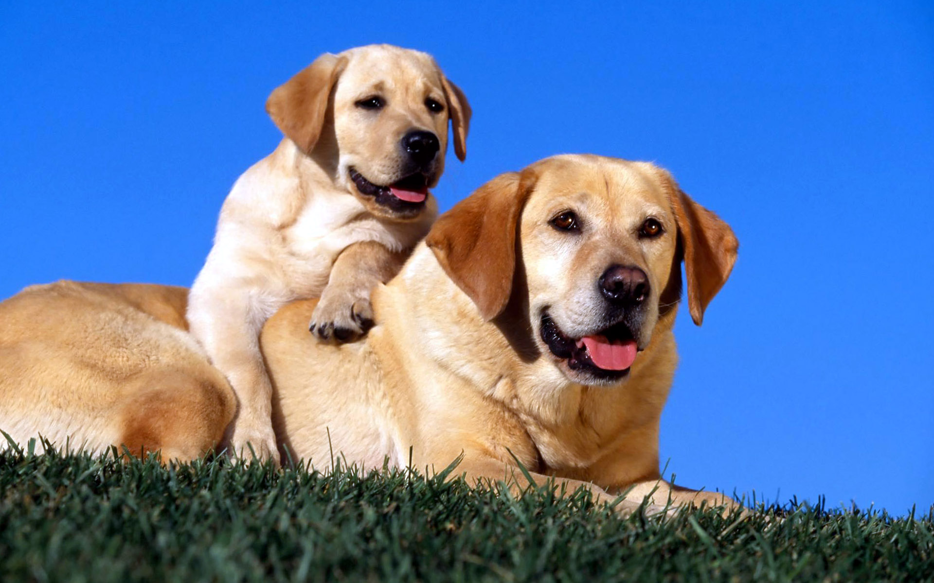 Wallpaper road dogs look nature Park dog spring pair puppy lies  sitting brown mom bokeh blurred background Retriever images for  desktop section собаки  download