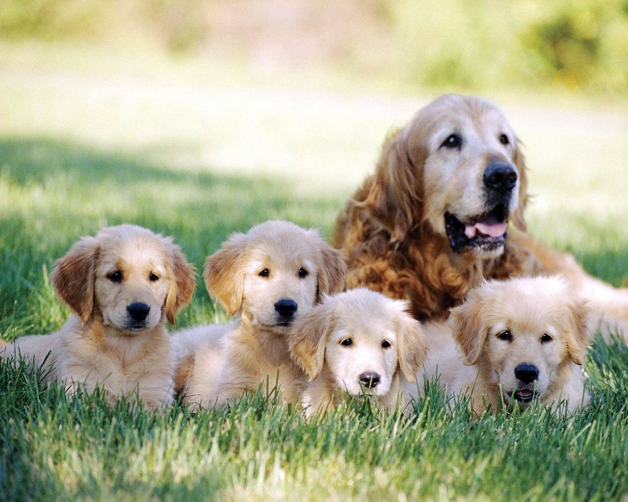 Mom And Dad Dogs Wallpapers - Wallpaper Cave