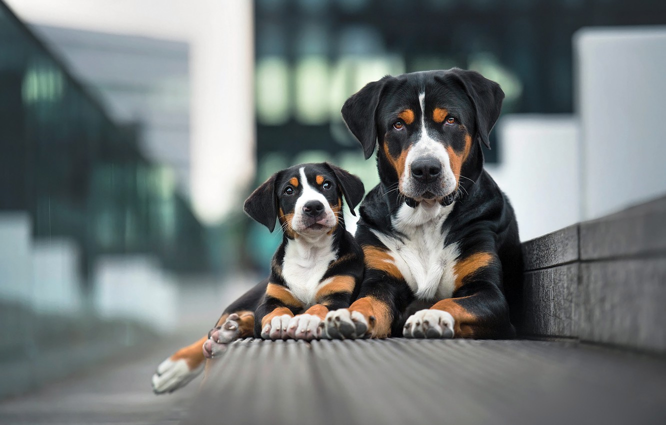 Wallpaper dogs, look, the city, pose, background, two, portrait, paws, border, pair, puppy, a couple, Duo, mom, black, muzzle image for desktop, section собаки